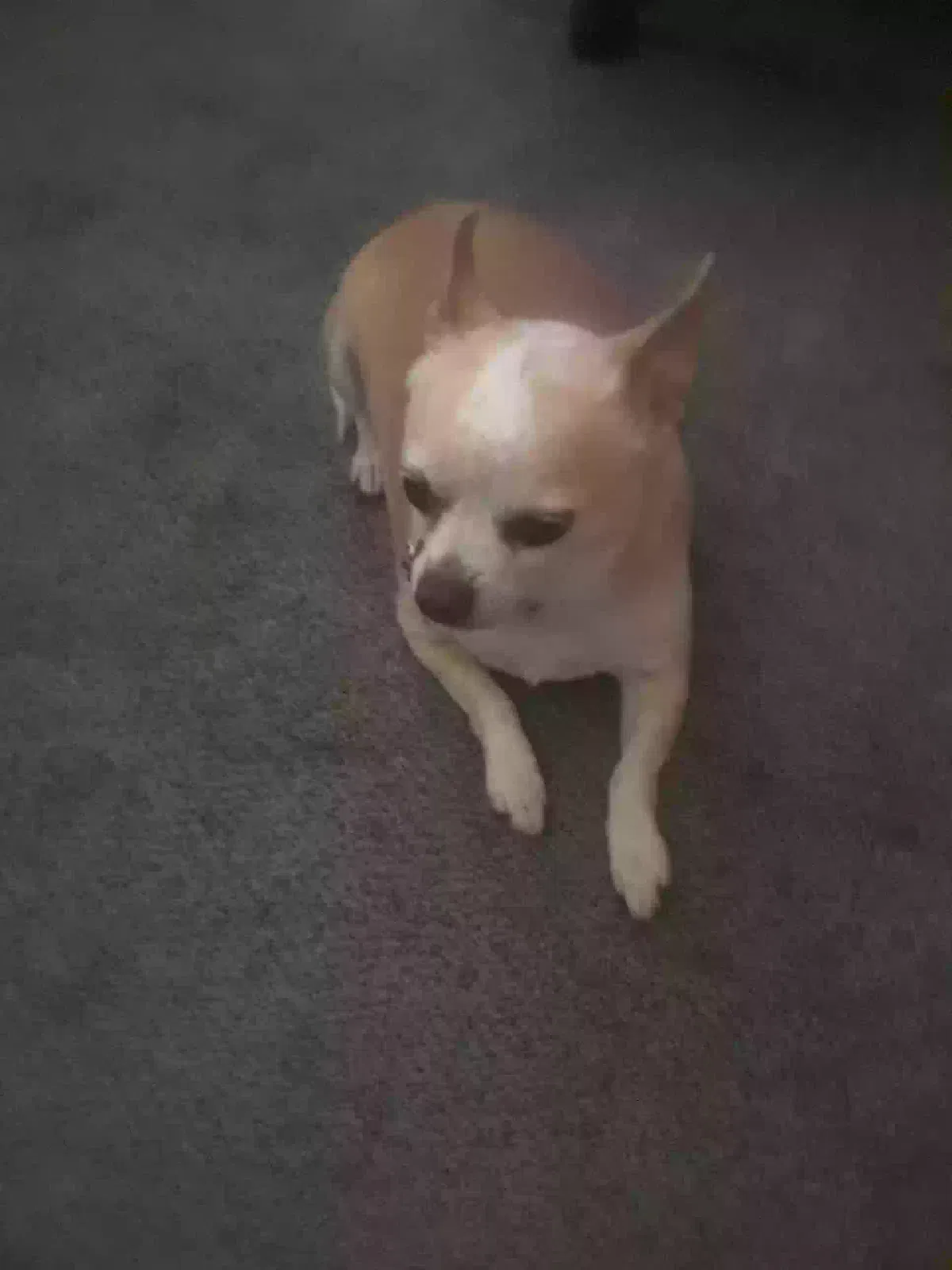 Lost dog in Hamilton, OH, 45011
