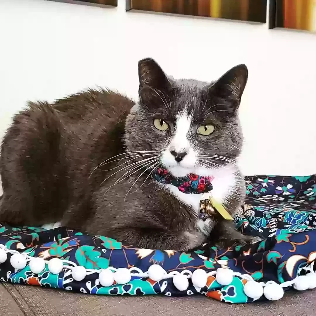 Lost cat in Unknown, CA, 92028