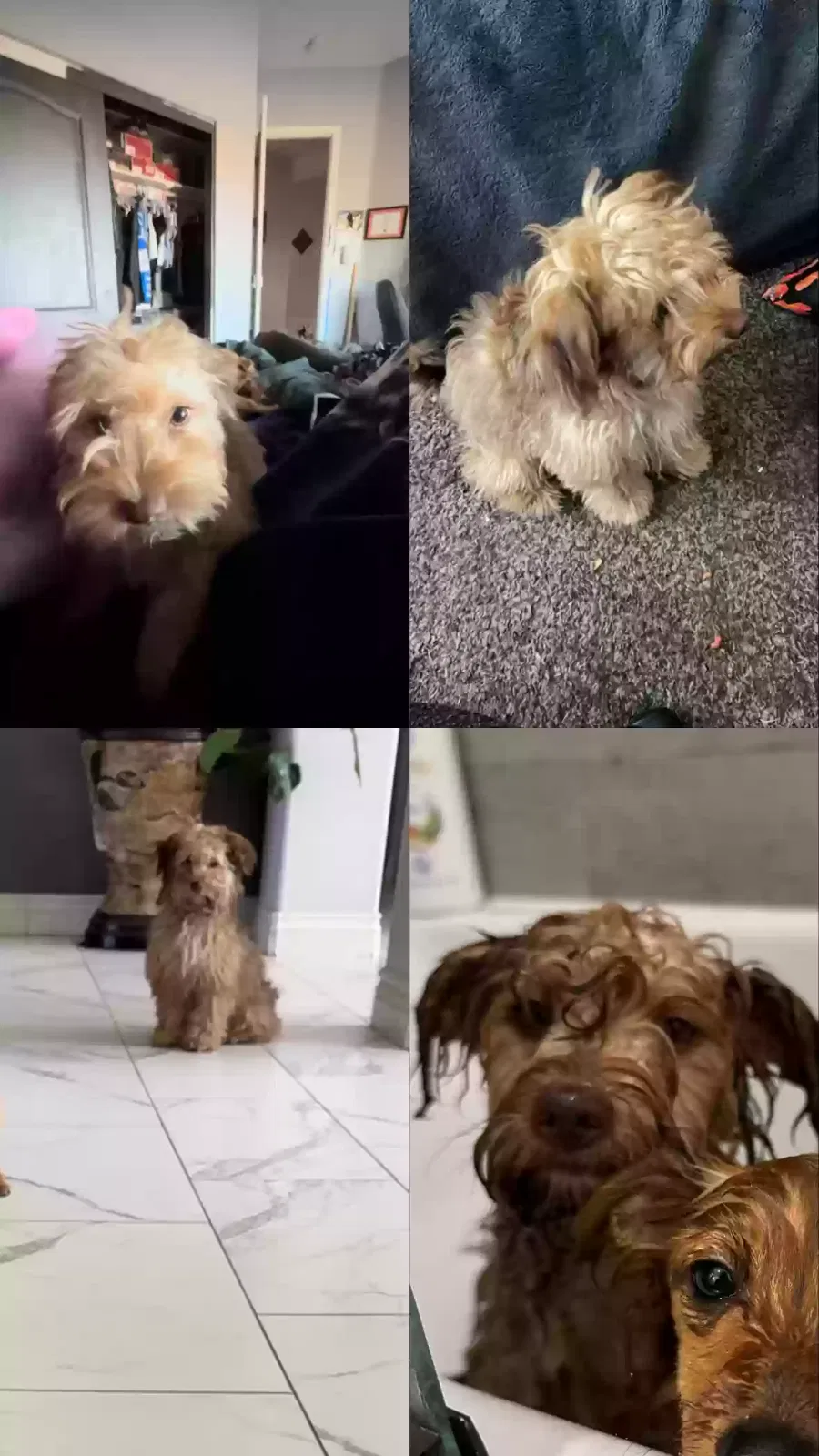 Lost dog in Hesperia, CA, 92344