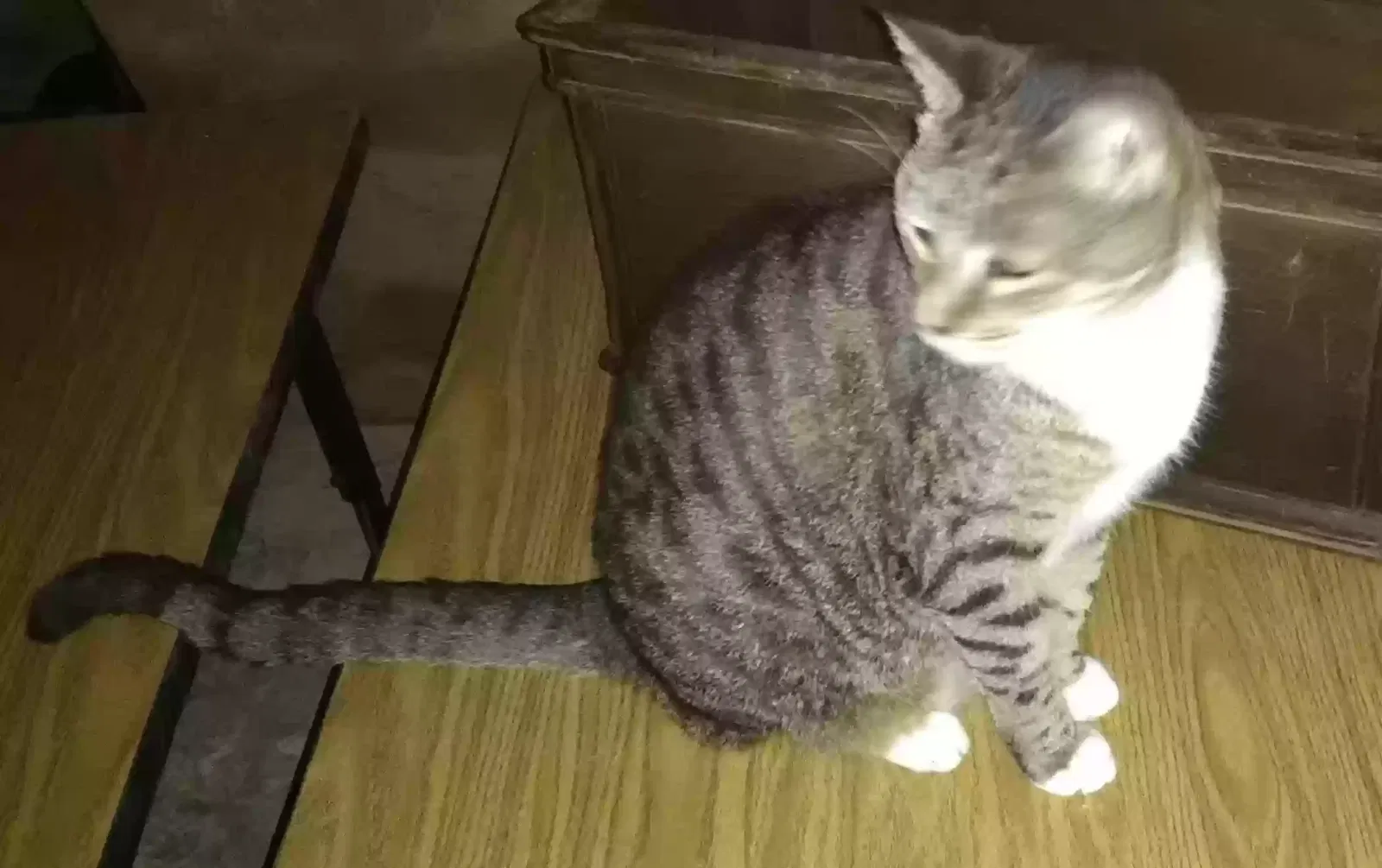 Lost cat in Greensboro, NC, 27405