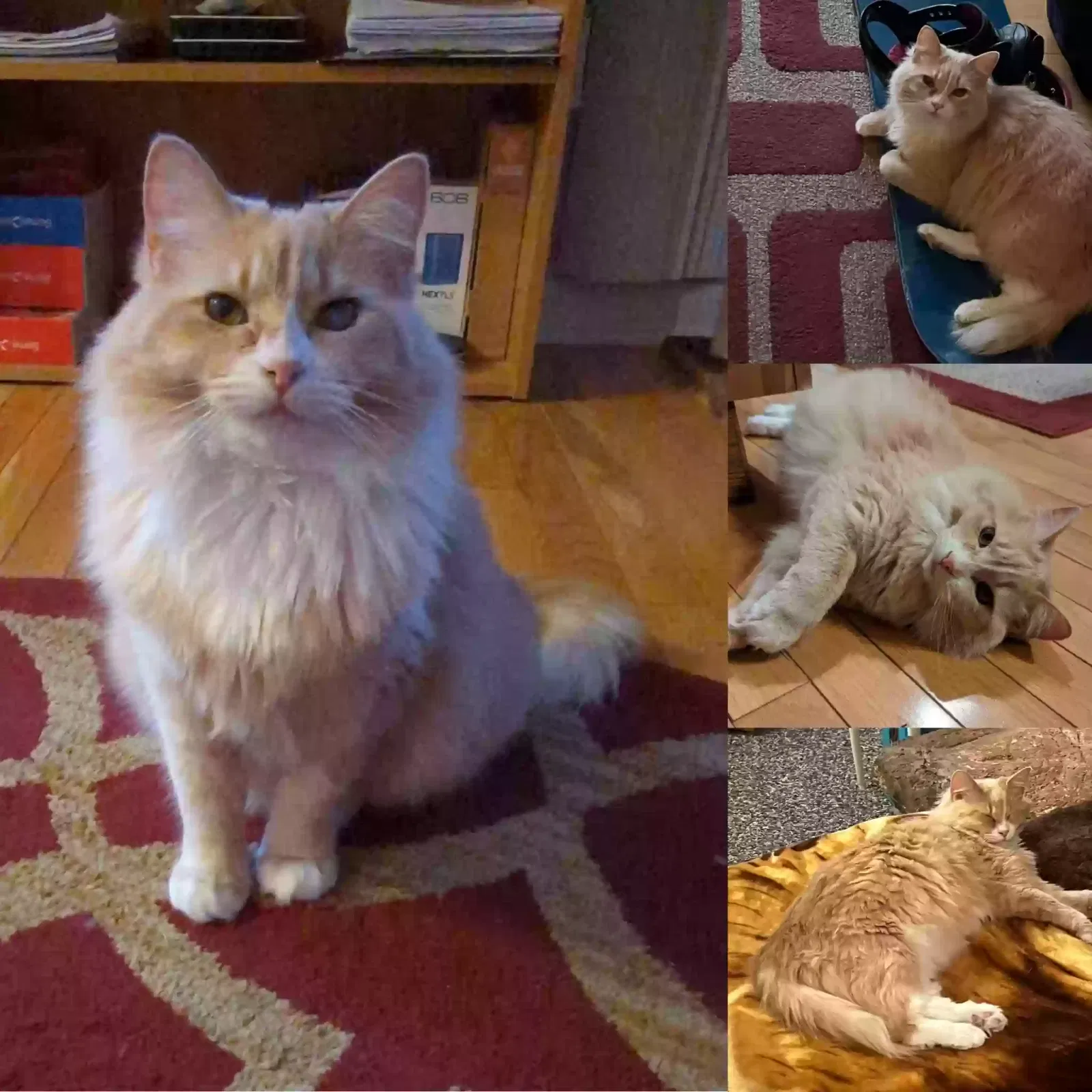 Lost cat in Denver, CO, 80228