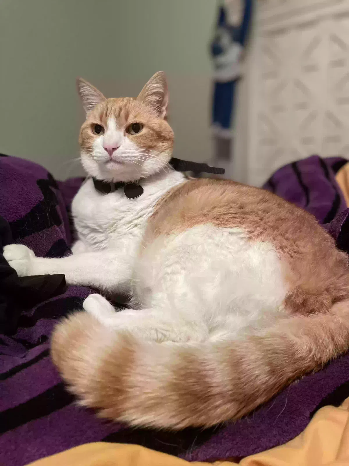 Lost cat in Justin, TX, 76247