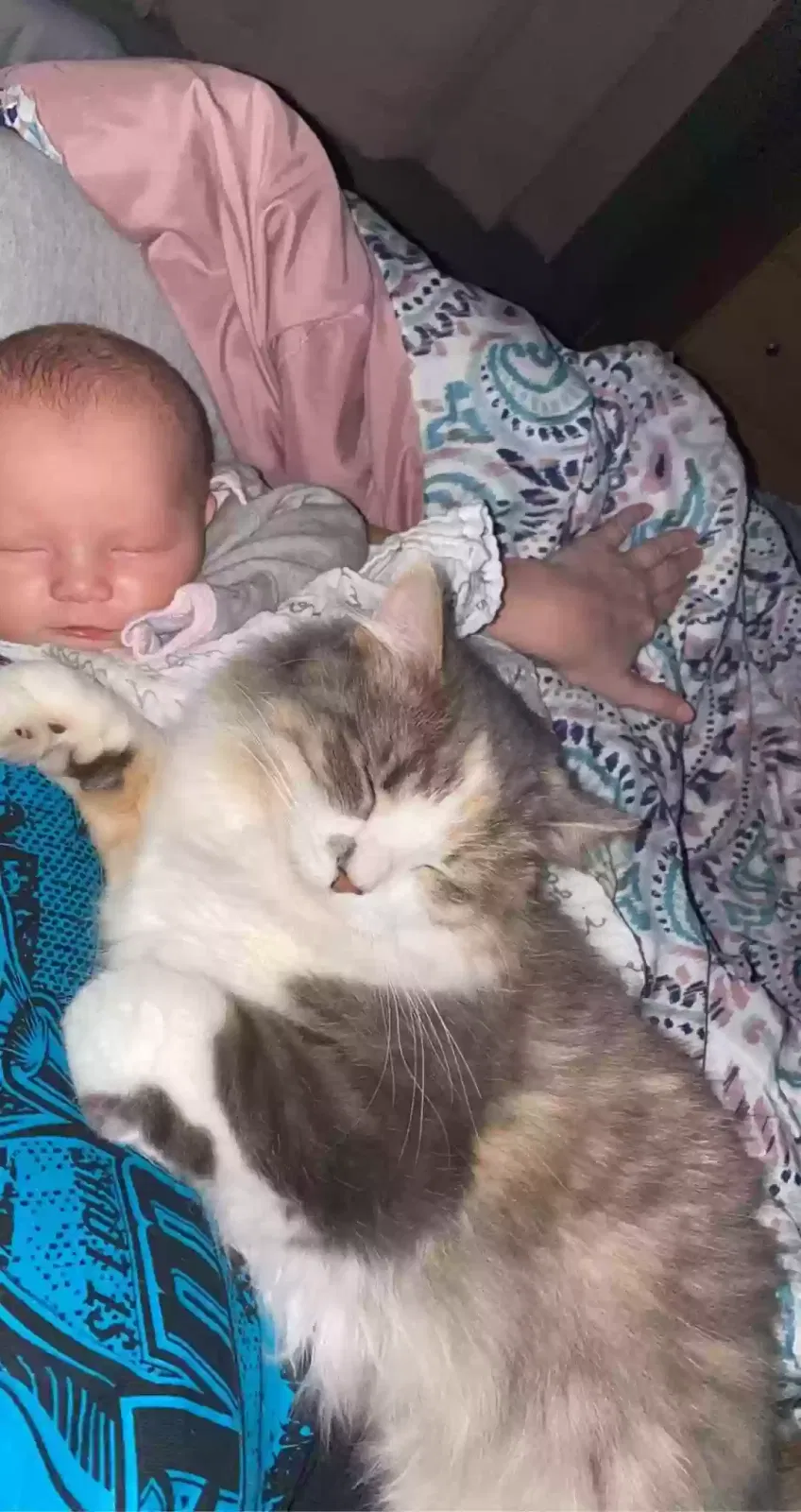 Lost cat in Troy, MO, 63379