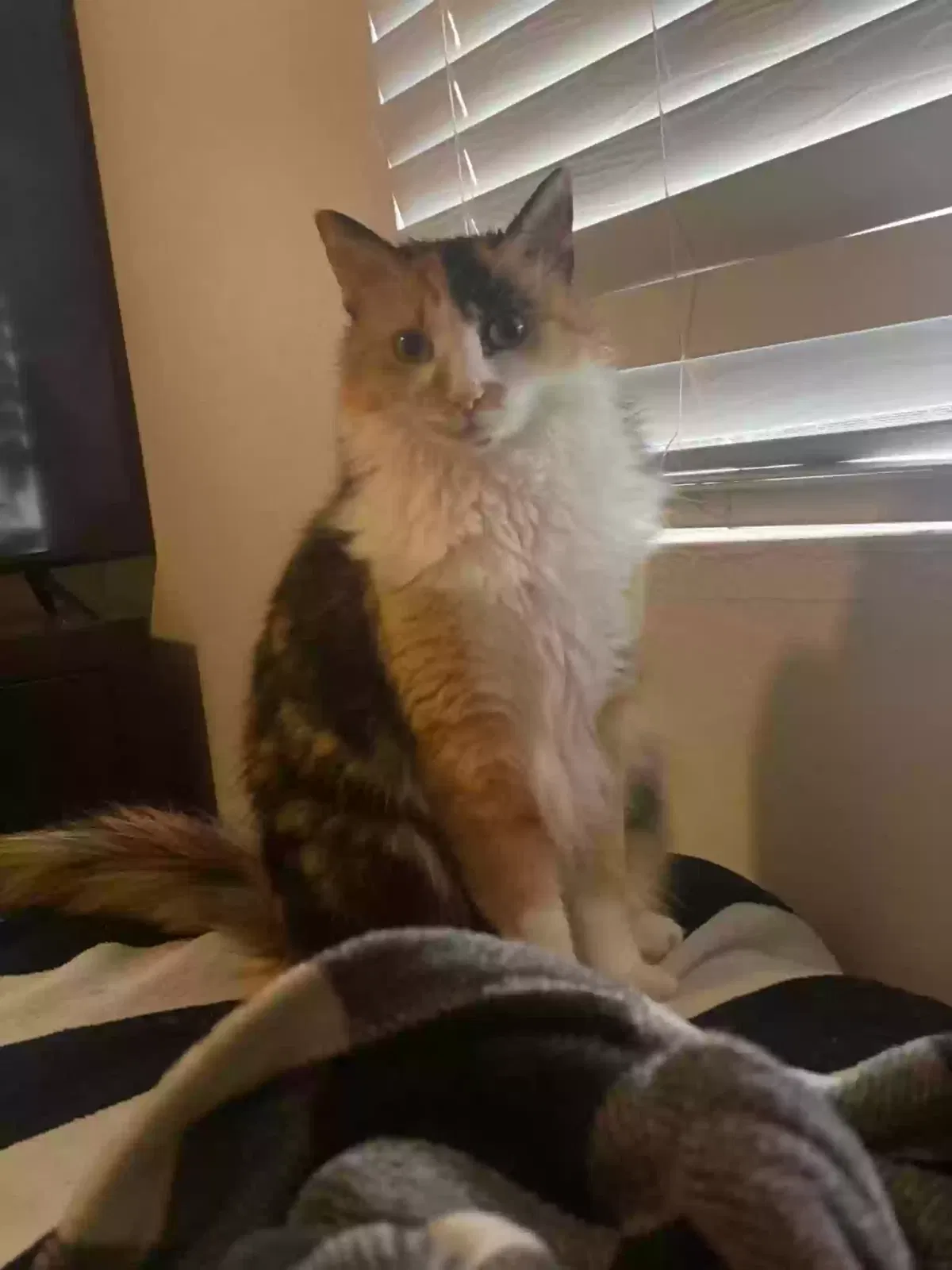Lost cat in Phoenix, AZ, 85027