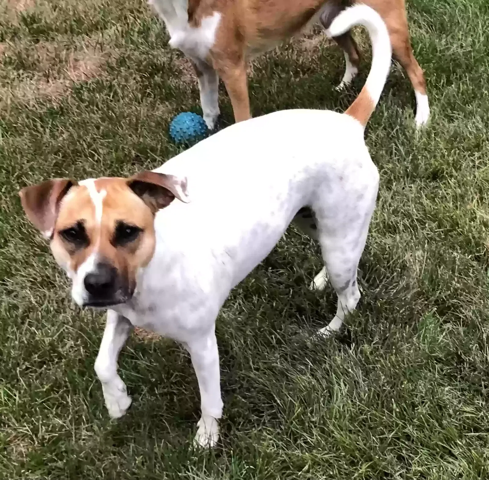 Lost dog in Egg Harbor City, NJ, 8215