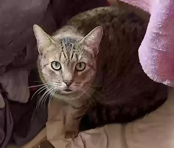 Lost cat in Lake Mary, FL, 32746
