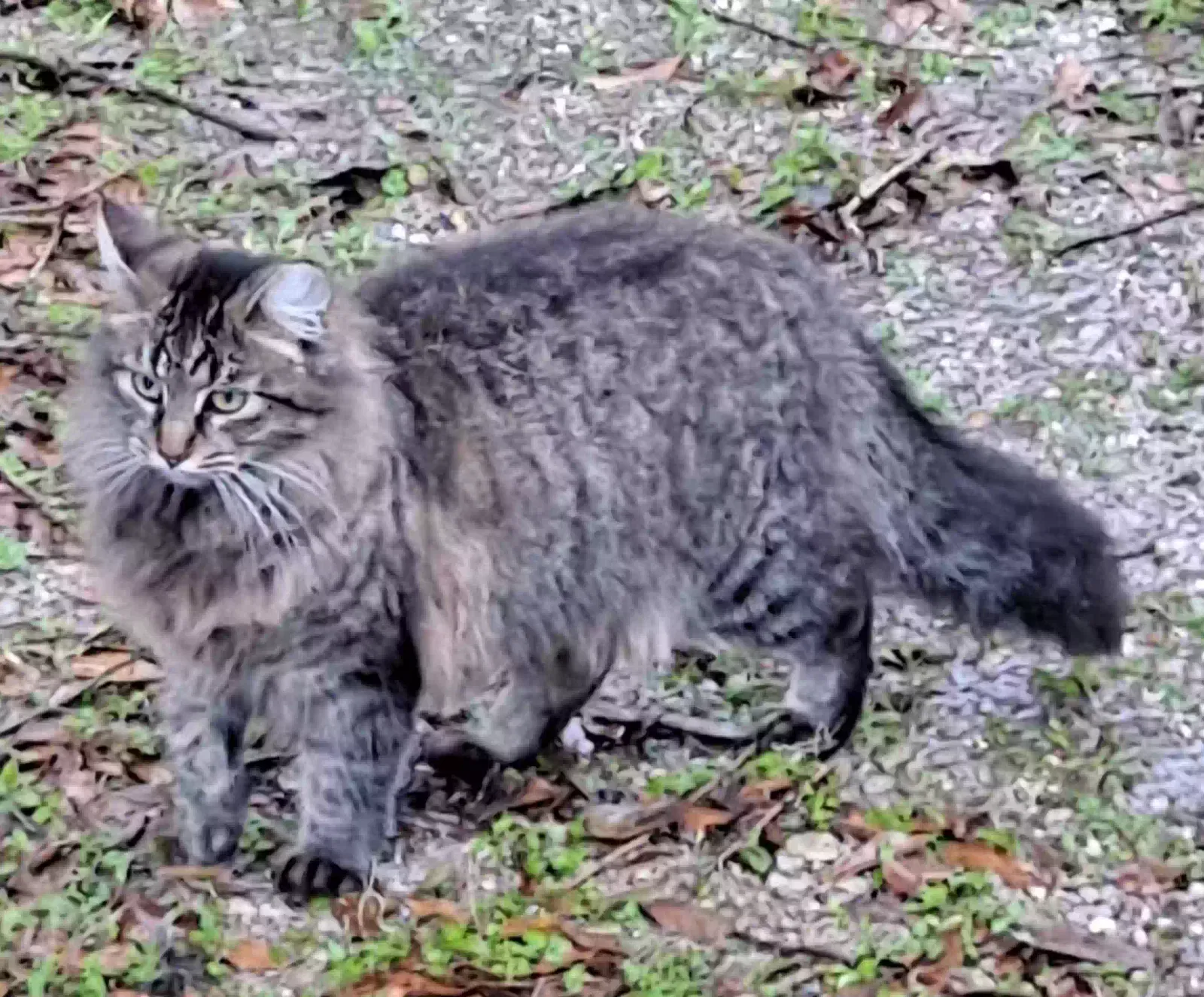 Lost cat in Lafayette, LA, 70508