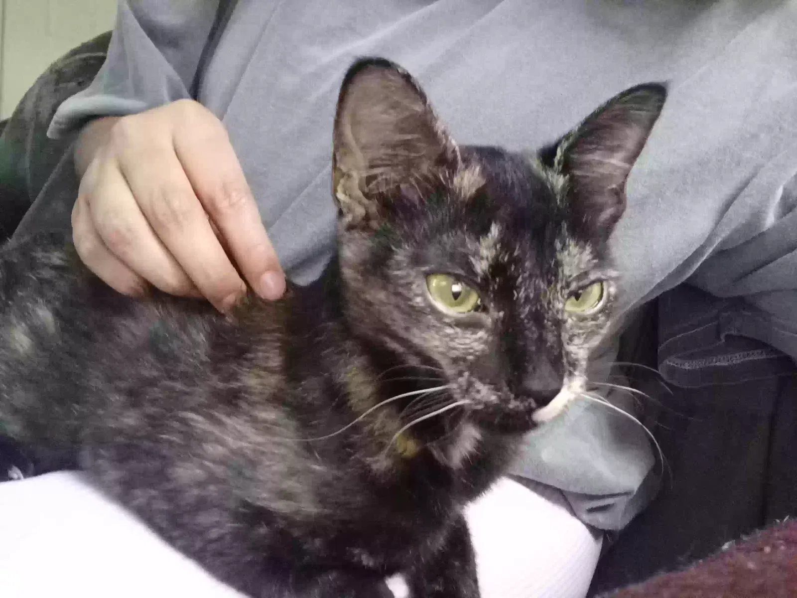 Lost cat in Edinburg, TX, 78541