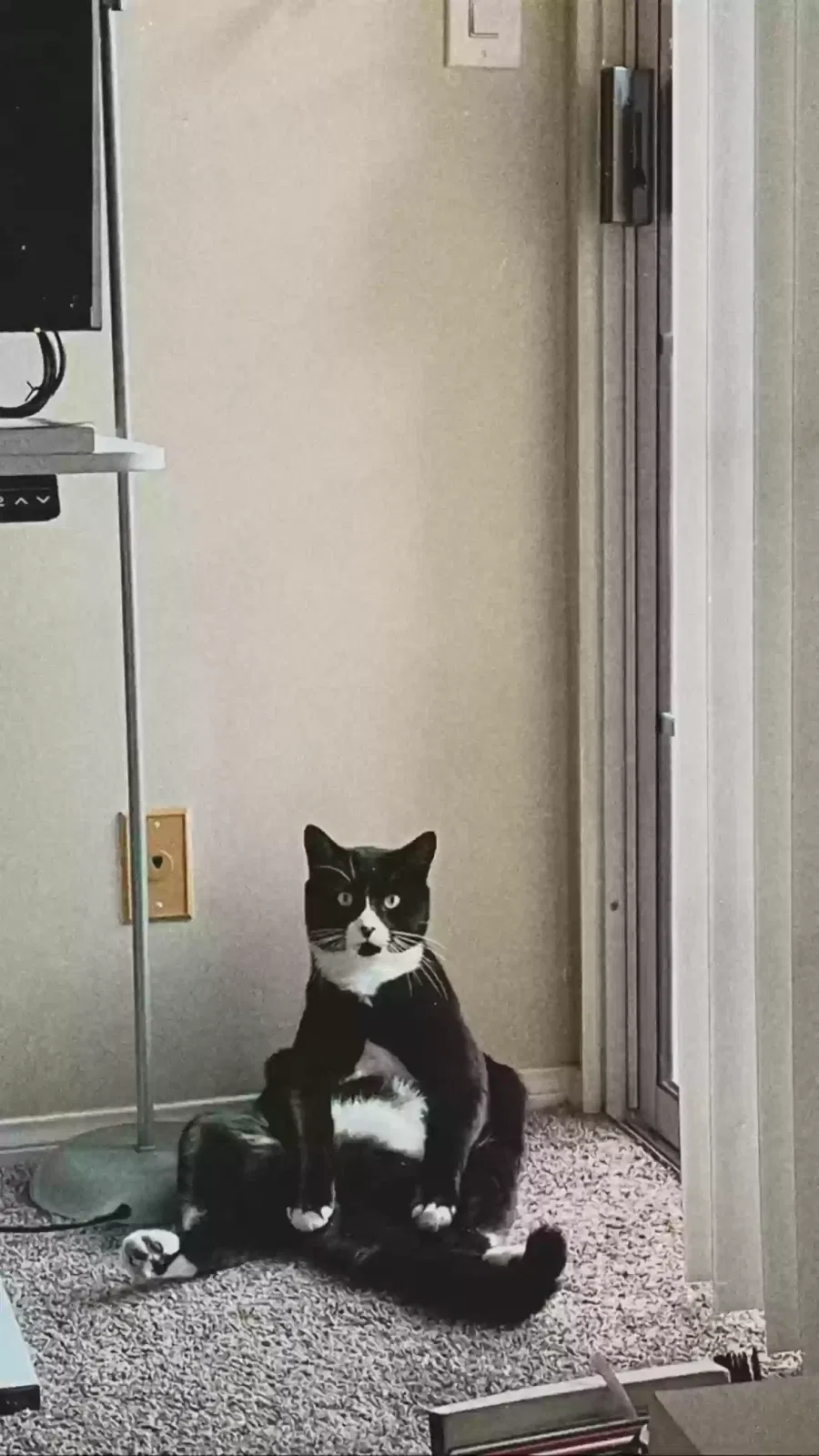 Lost cat in Los Angeles, CA, 90046