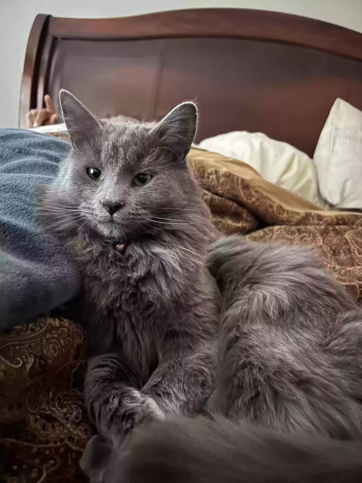 Lost cat in El Paso, TX, 79928
