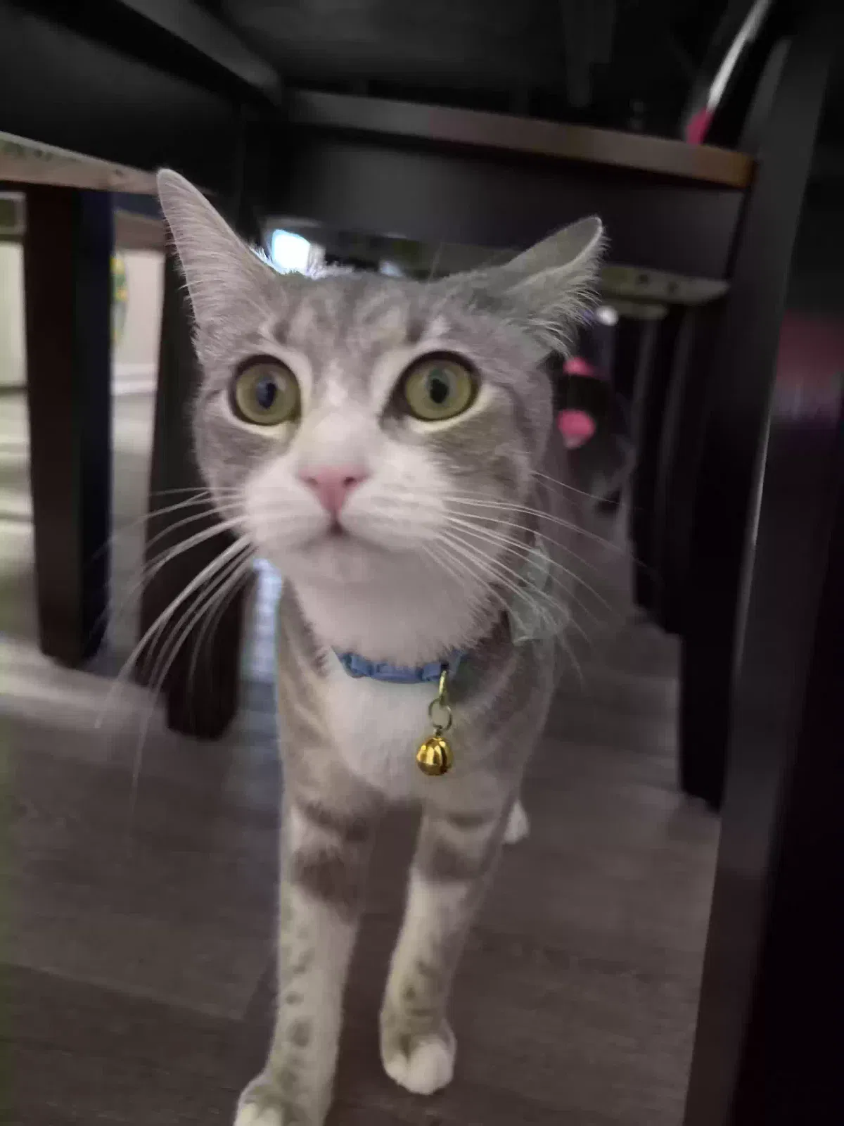 Lost cat in Baltimore, MD, 21230