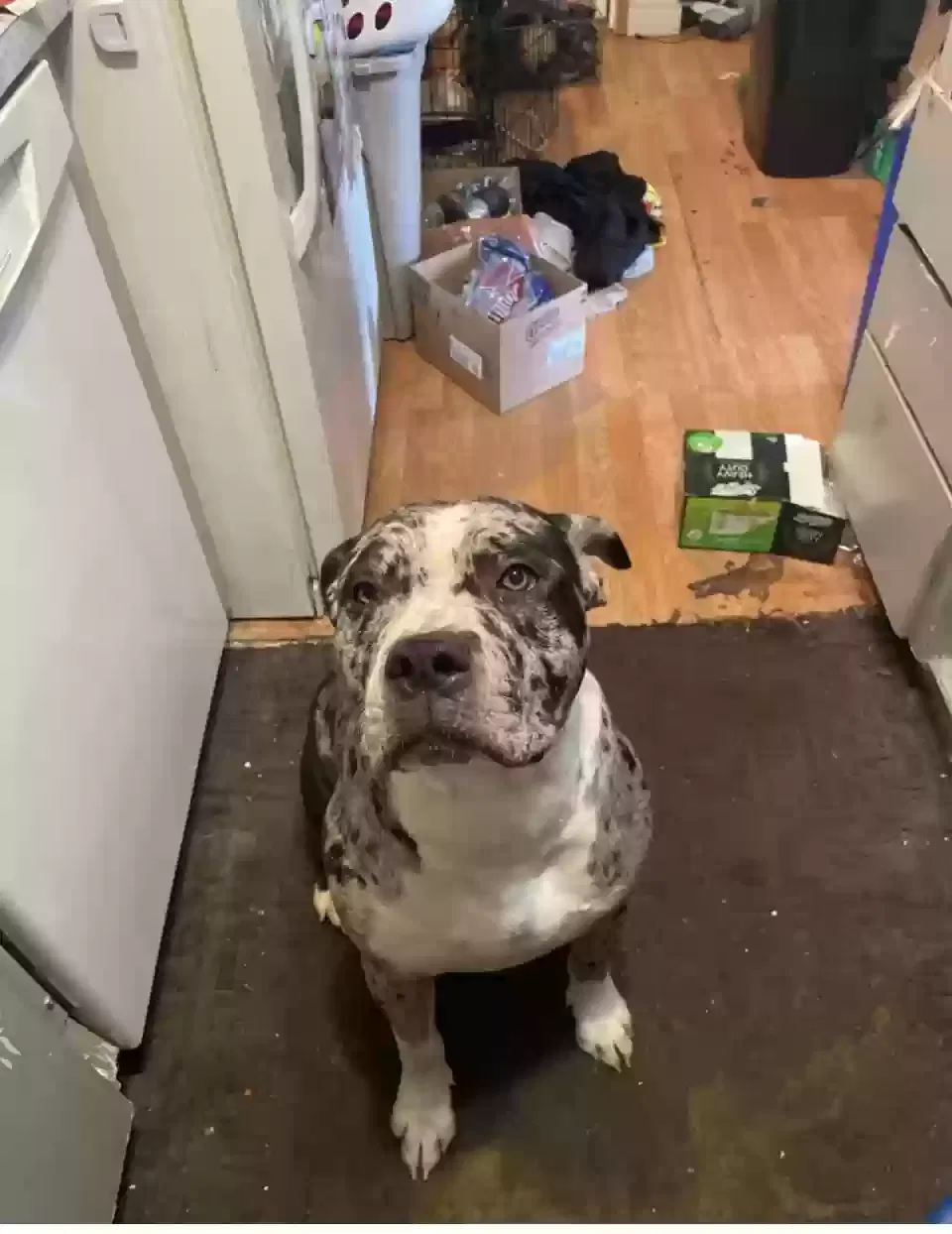 Lost dog in Vancouver, WA, 98665