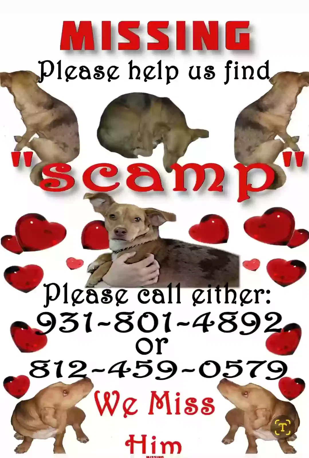Lost dog in Evansville, IN, 47710