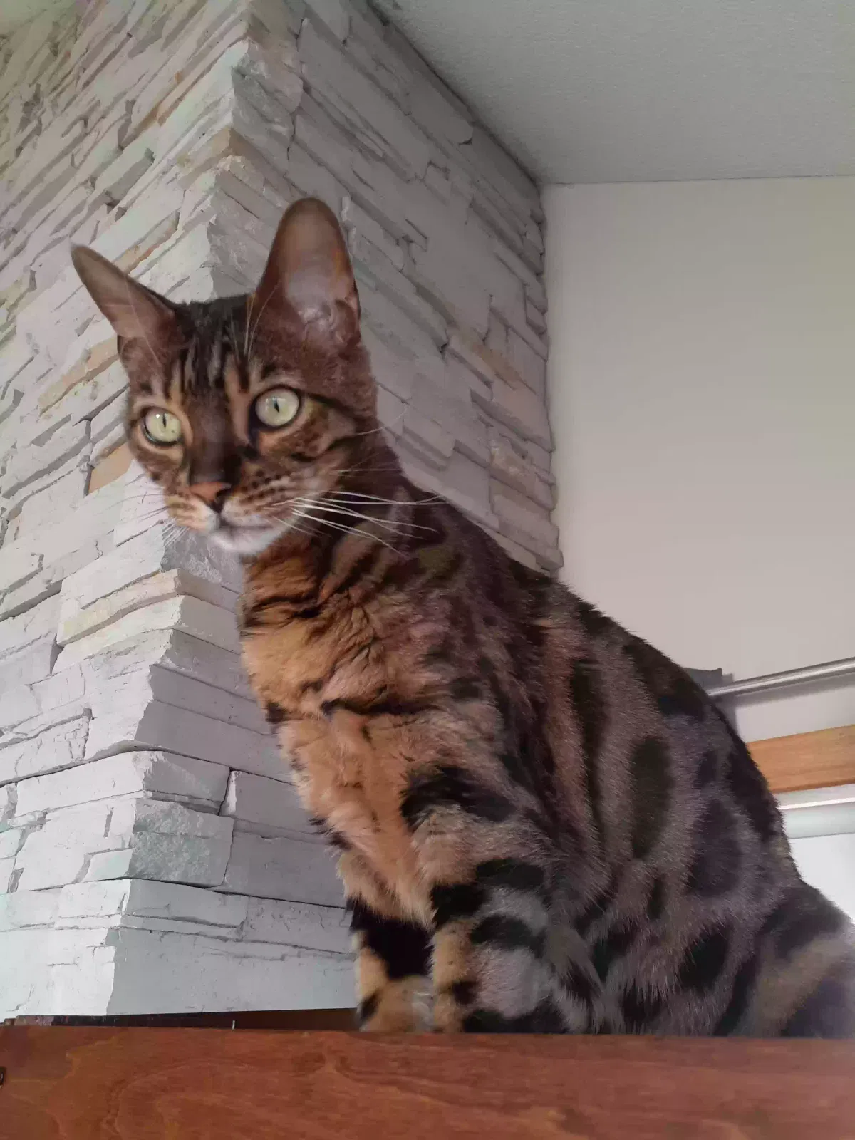 Lost cat in Saginaw, MI, 48603