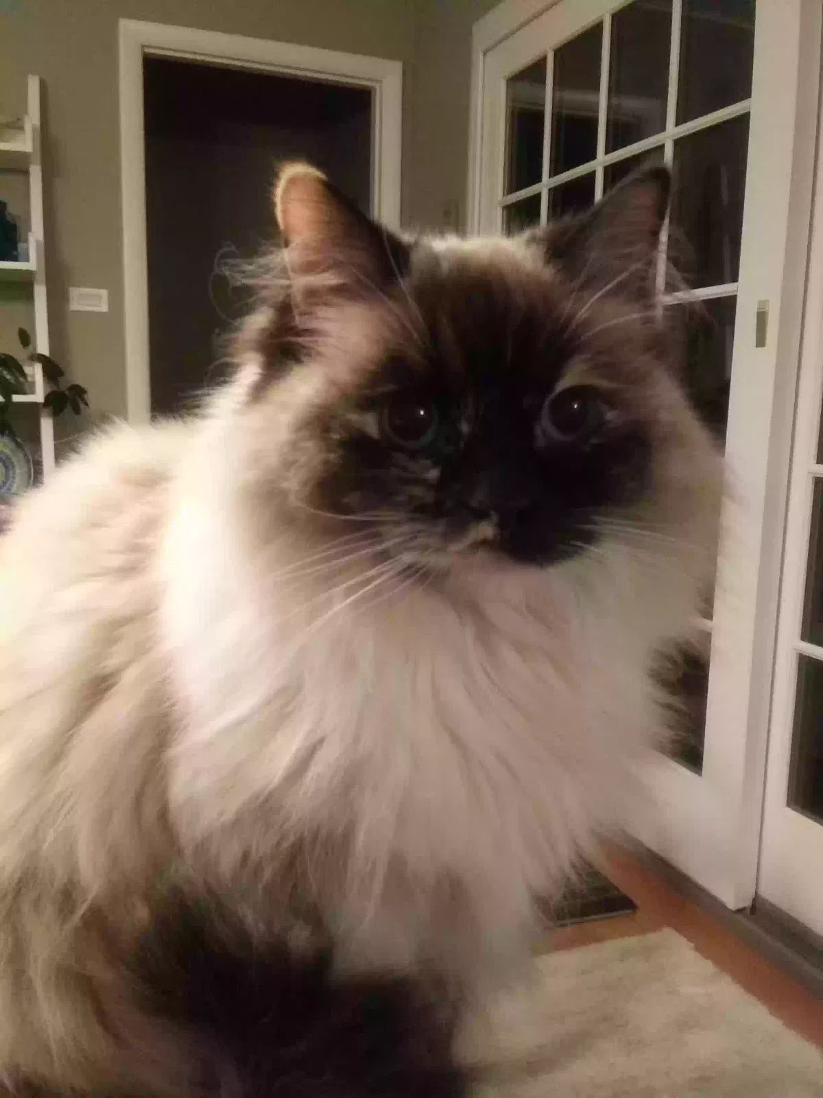 Lost cat in Western Springs, IL, 60558