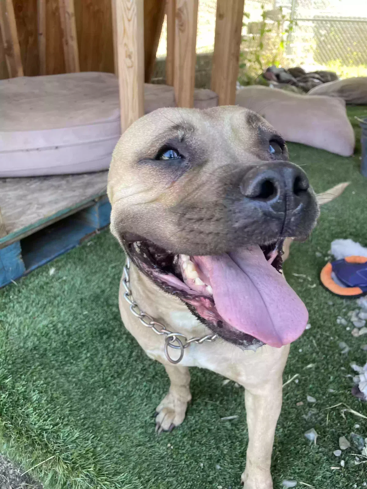 Found dog in Colton, CA, 92324