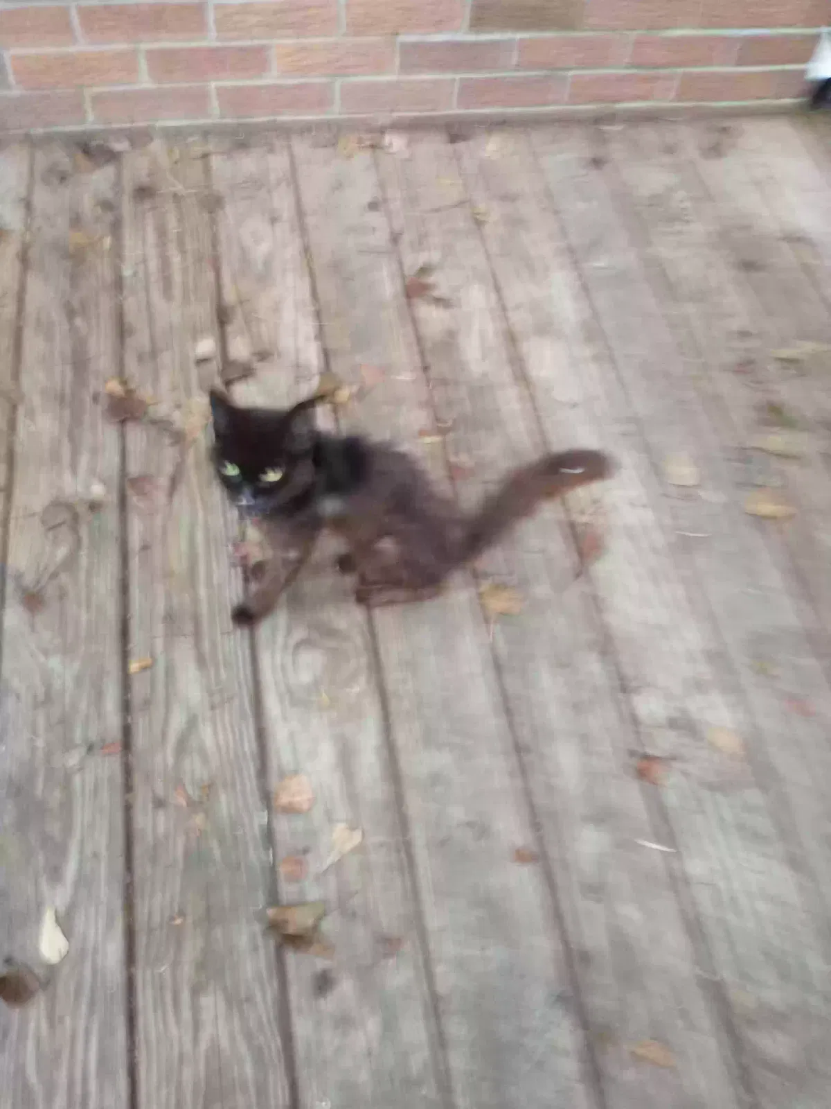 Found cat in West Columbia, SC, 29170