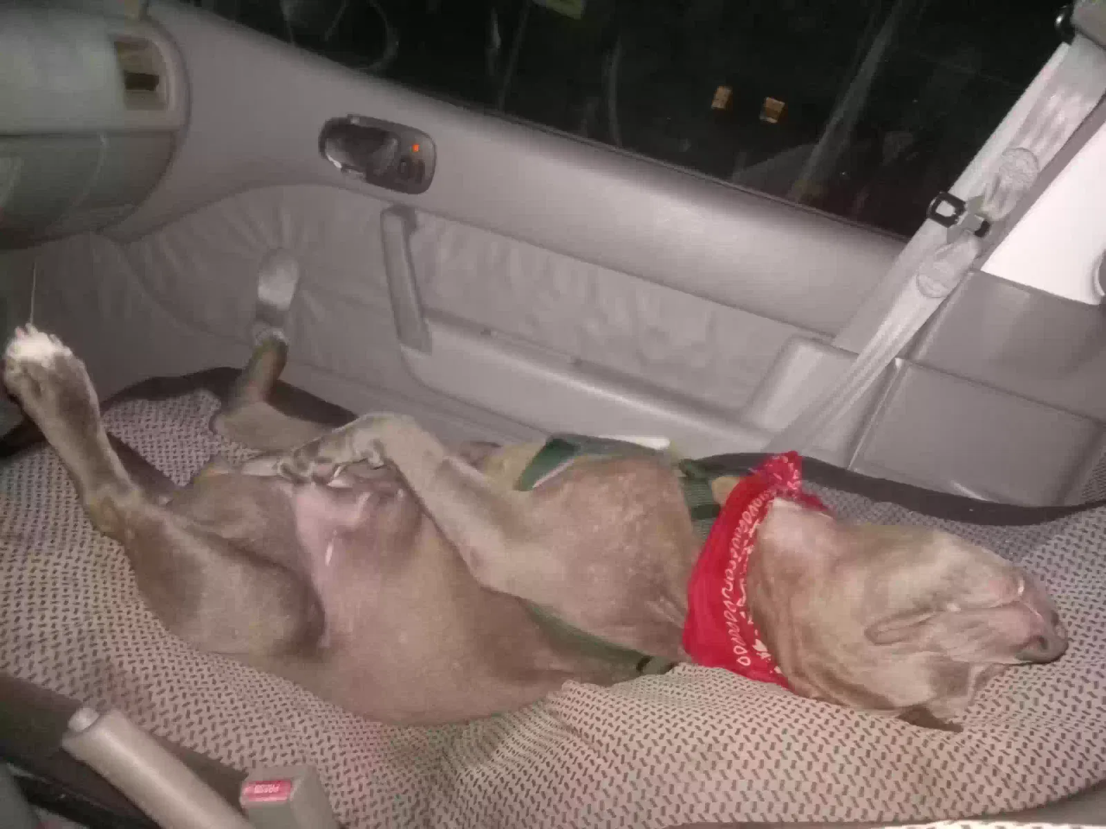Lost dog in Gulfport, MS, 39503