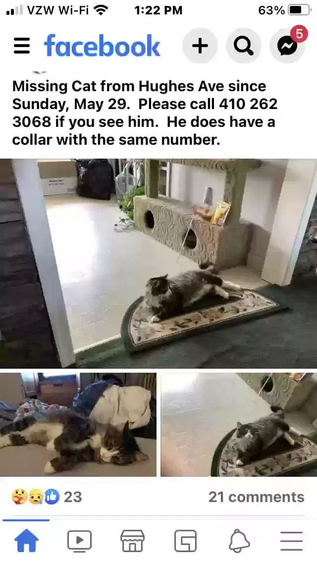Lost cat in Sparrows Point, MD, 21219