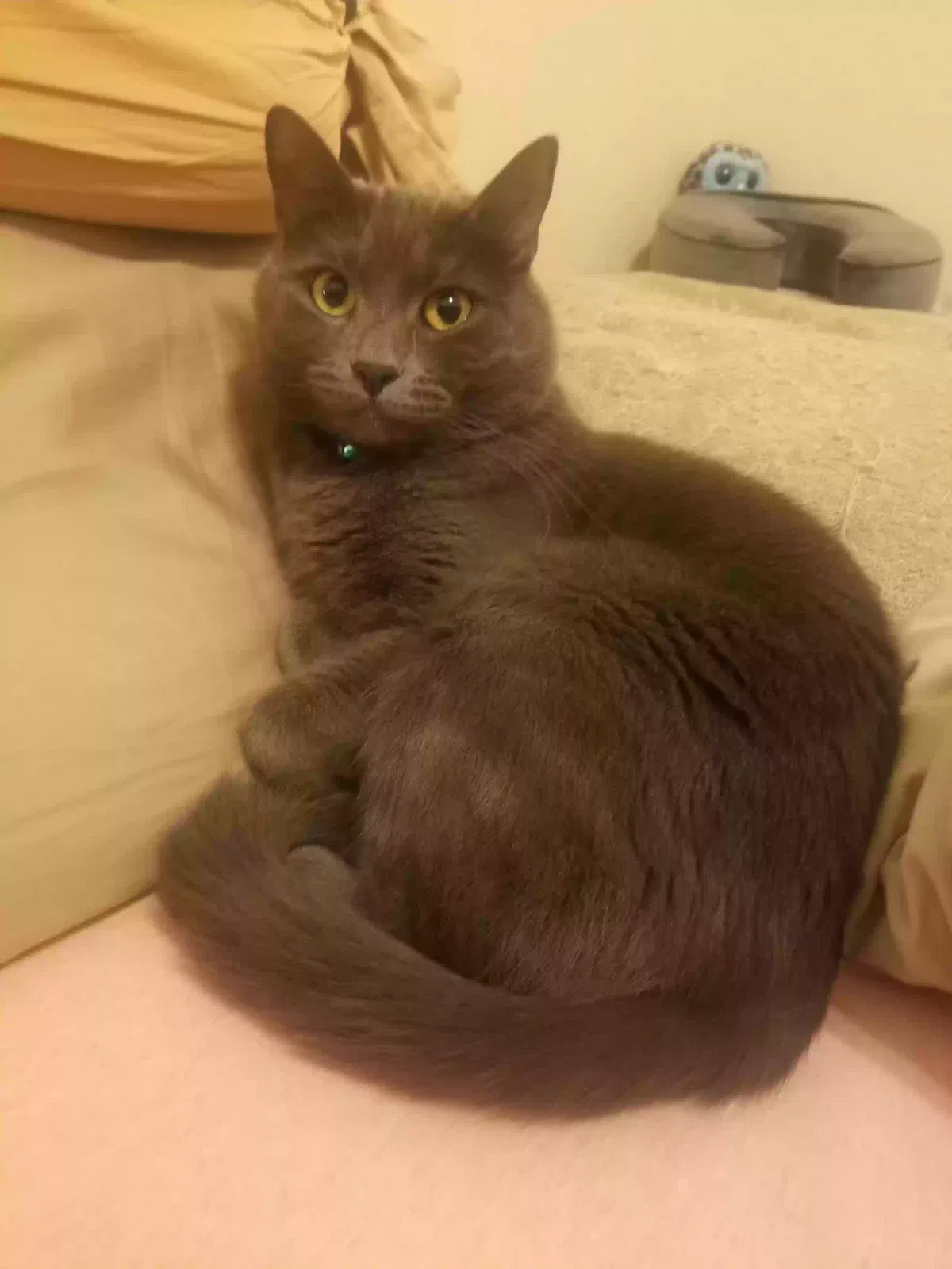 Lost cat in West Palm Beach, FL, 33409