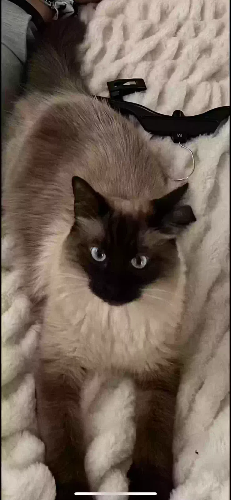 Lost cat in Brandon, MS, 39047