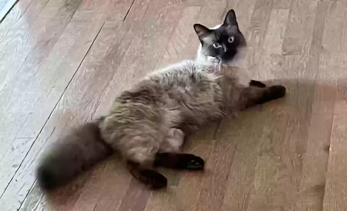 Lost cat in Brandon, MS, 39047