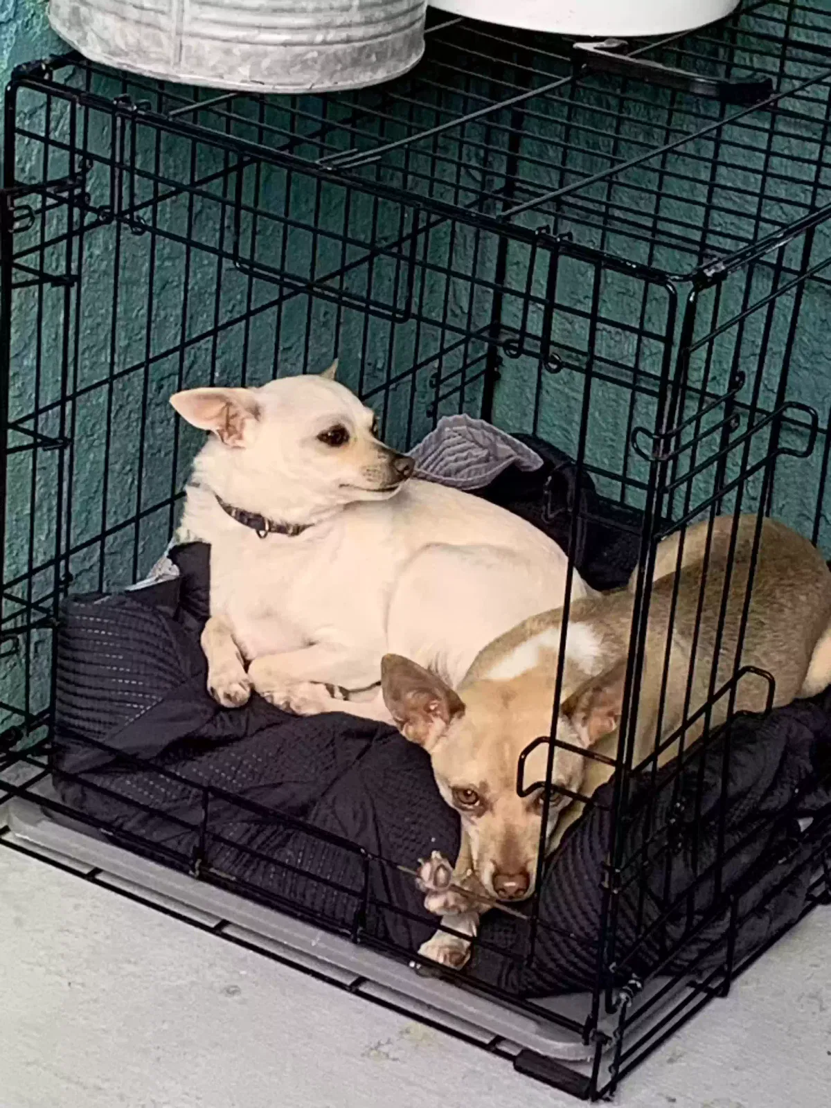Lost dog in Rio Rancho, NM, 87144