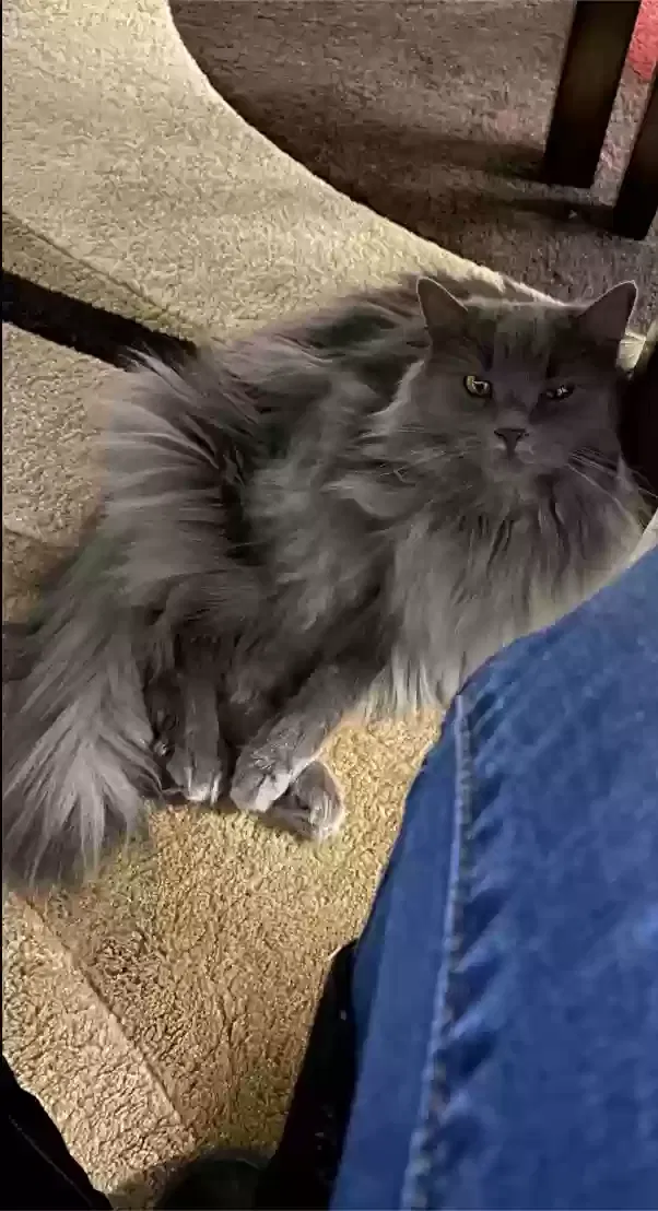 Lost cat in Phillipsburg, NJ, 8865