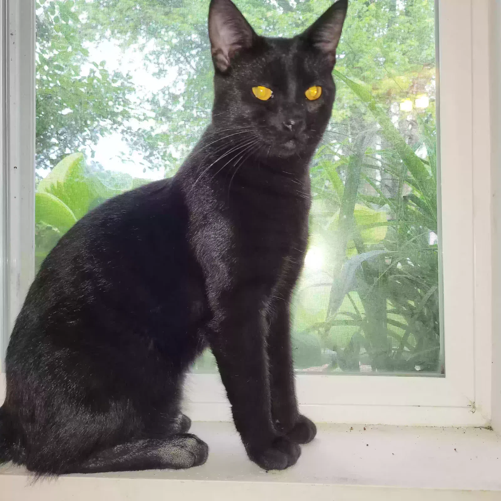 Found cat in Montgomery, IL, 60538