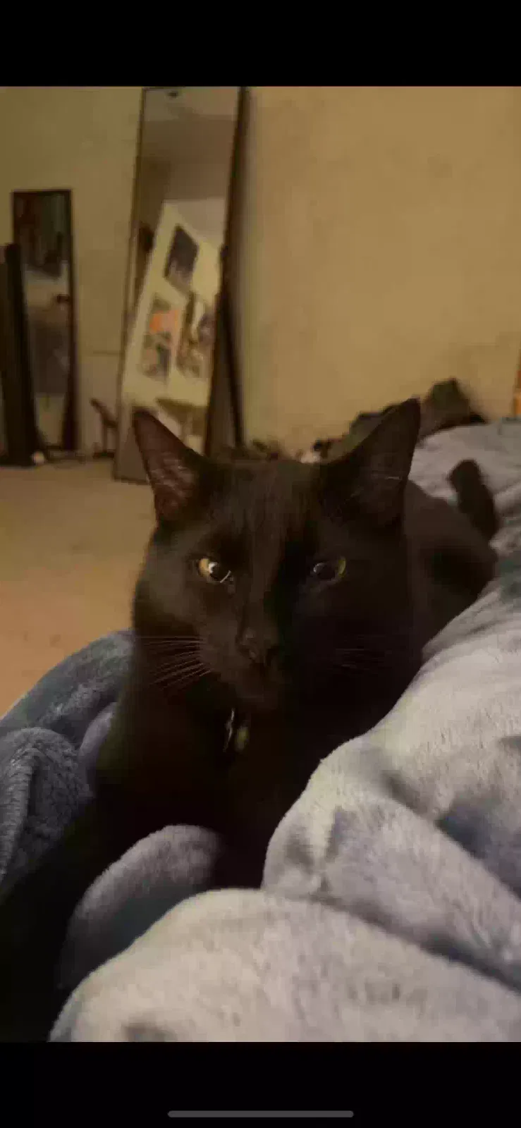 Lost cat in Littleton, CO, 80127