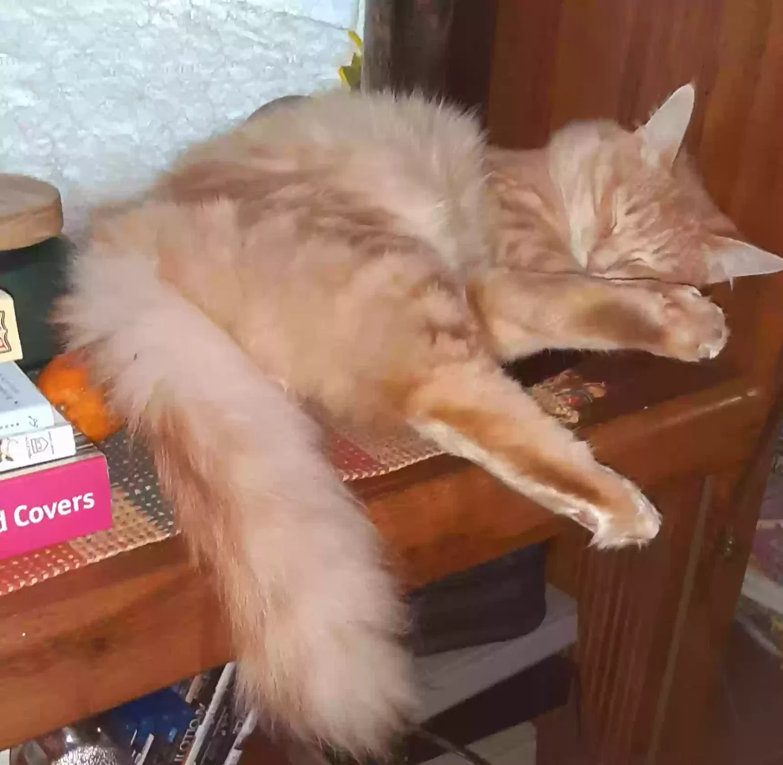 Lost cat in Olympia, WA, 98513