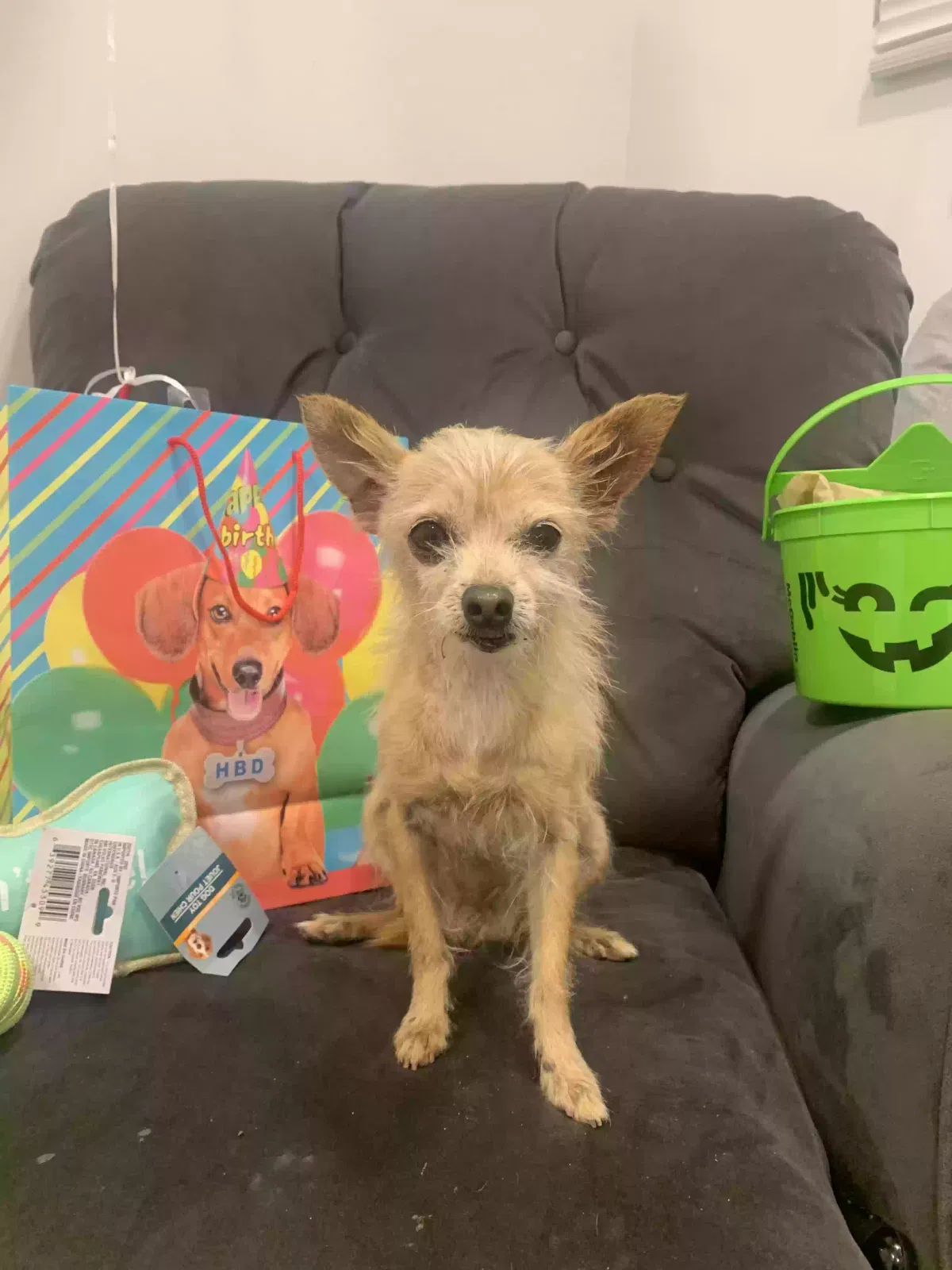 Lost dog in Los Angeles, CA, 90031