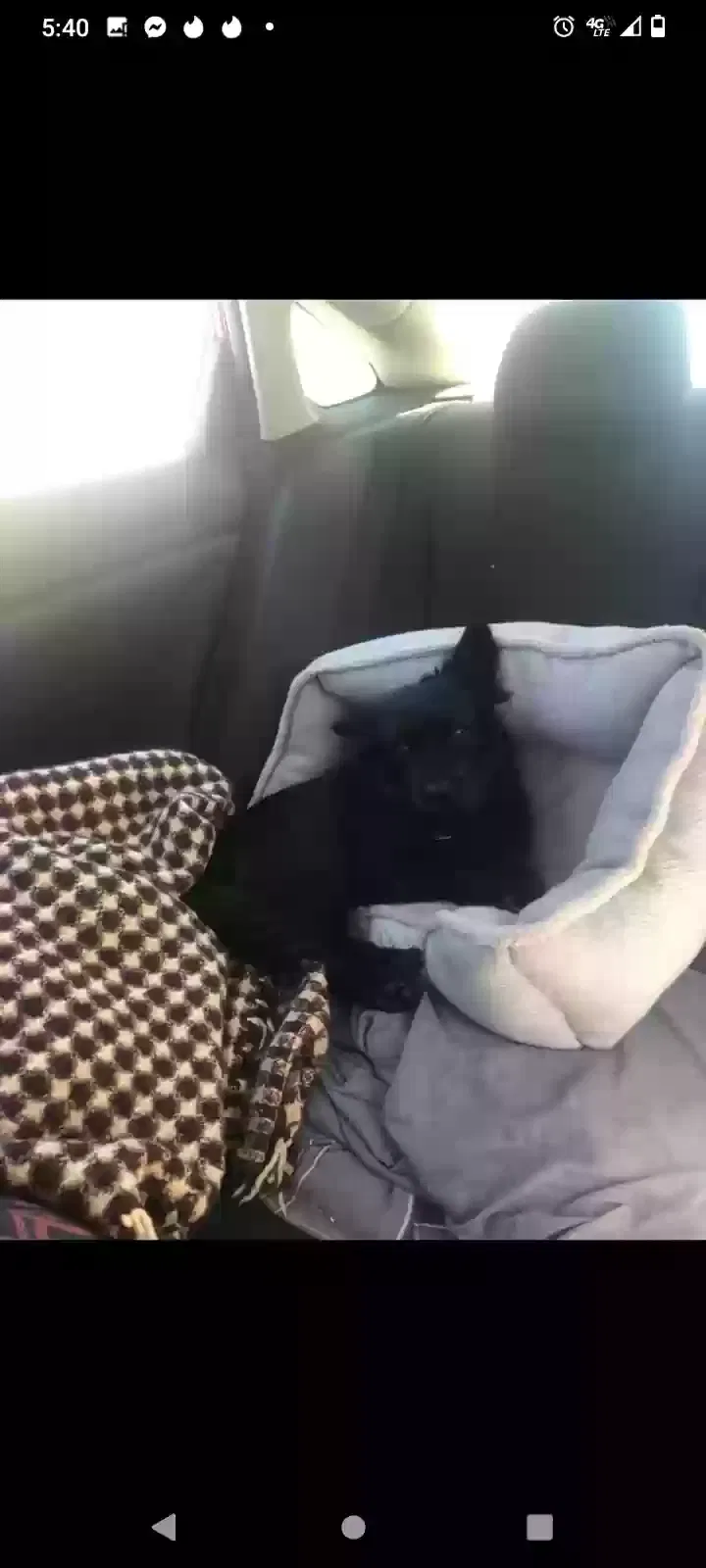 Lost dog in San Diego, CA, 92123