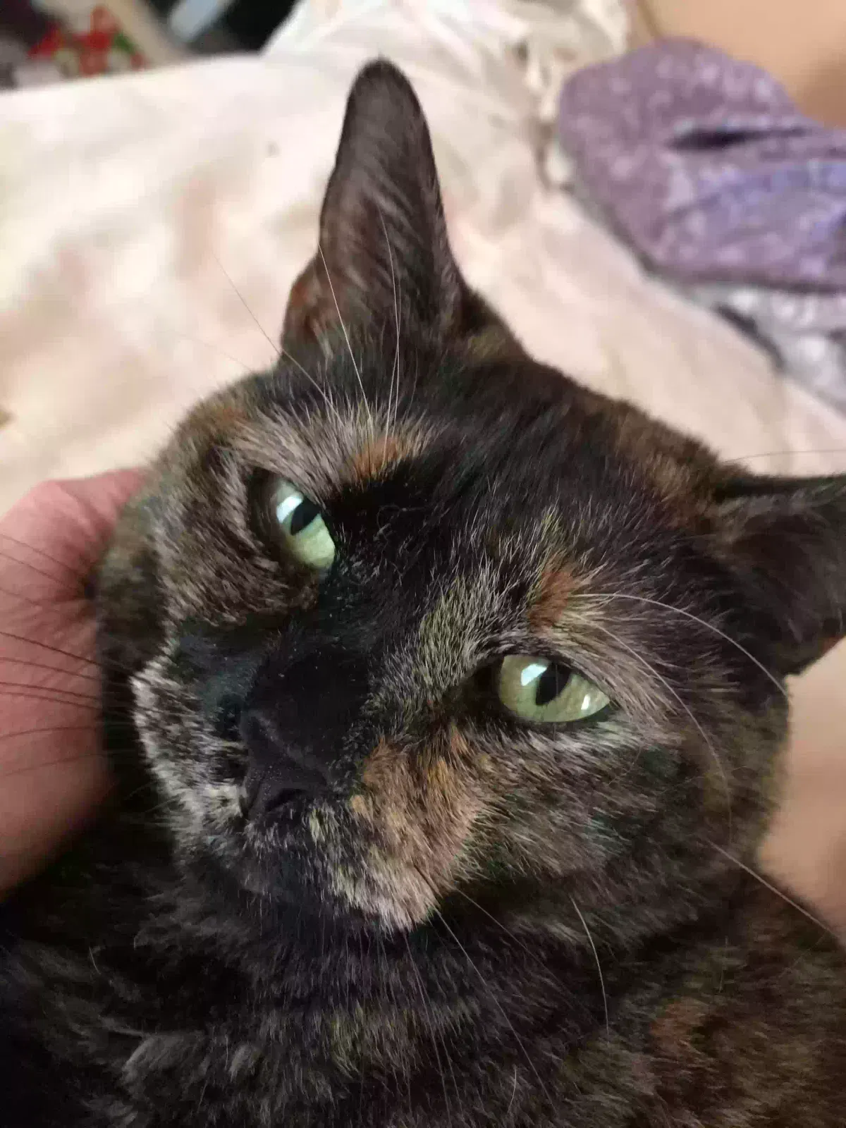 Lost cat in Polk City, FL, 33868