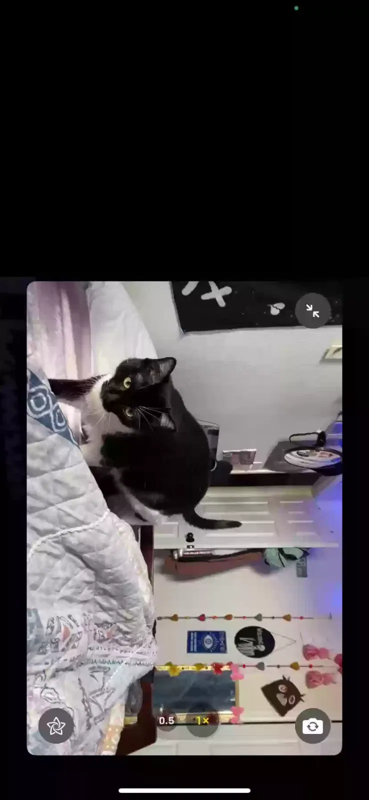Lost cat in Richmond, TX, 77406