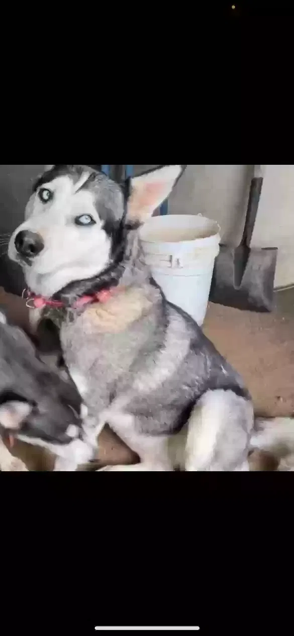 Lost dog in Edgewood, NM, 87015