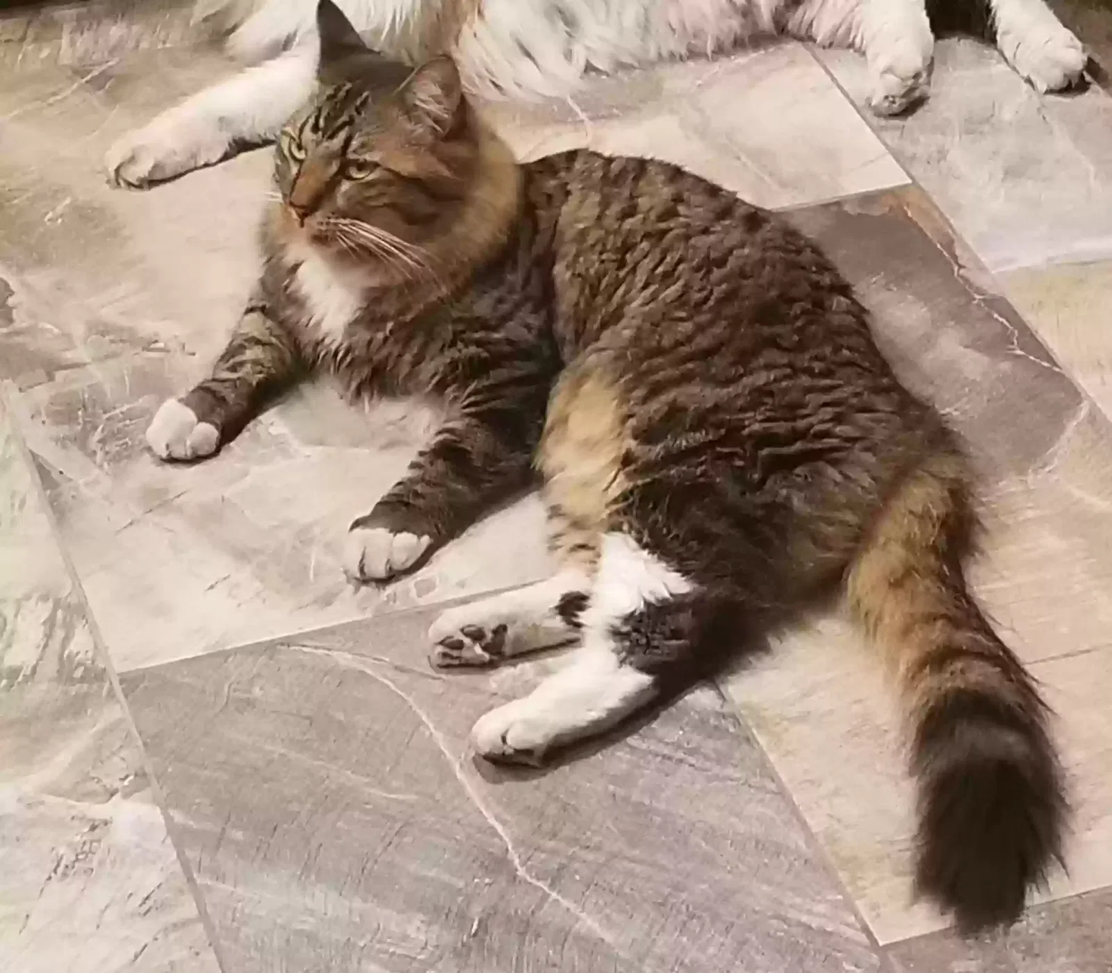 Lost cat in Mesa, AZ, 85207