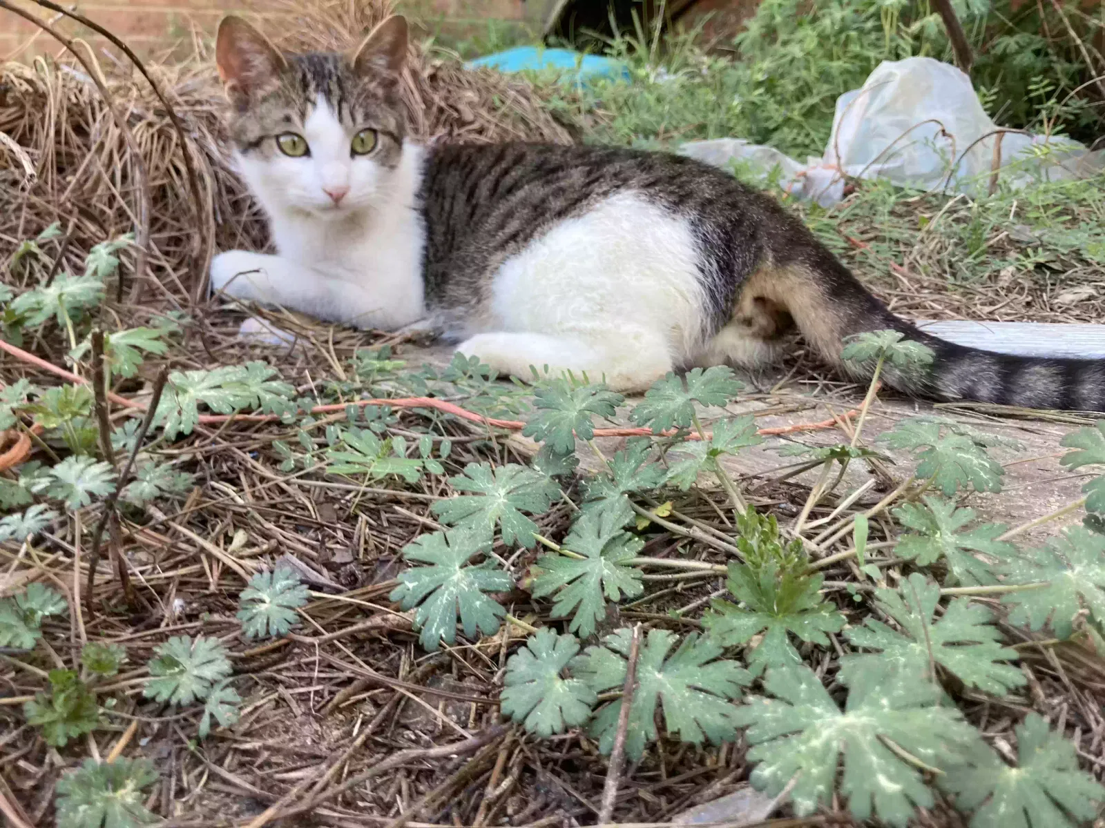 Lost cat in Swansea, SC, 29160