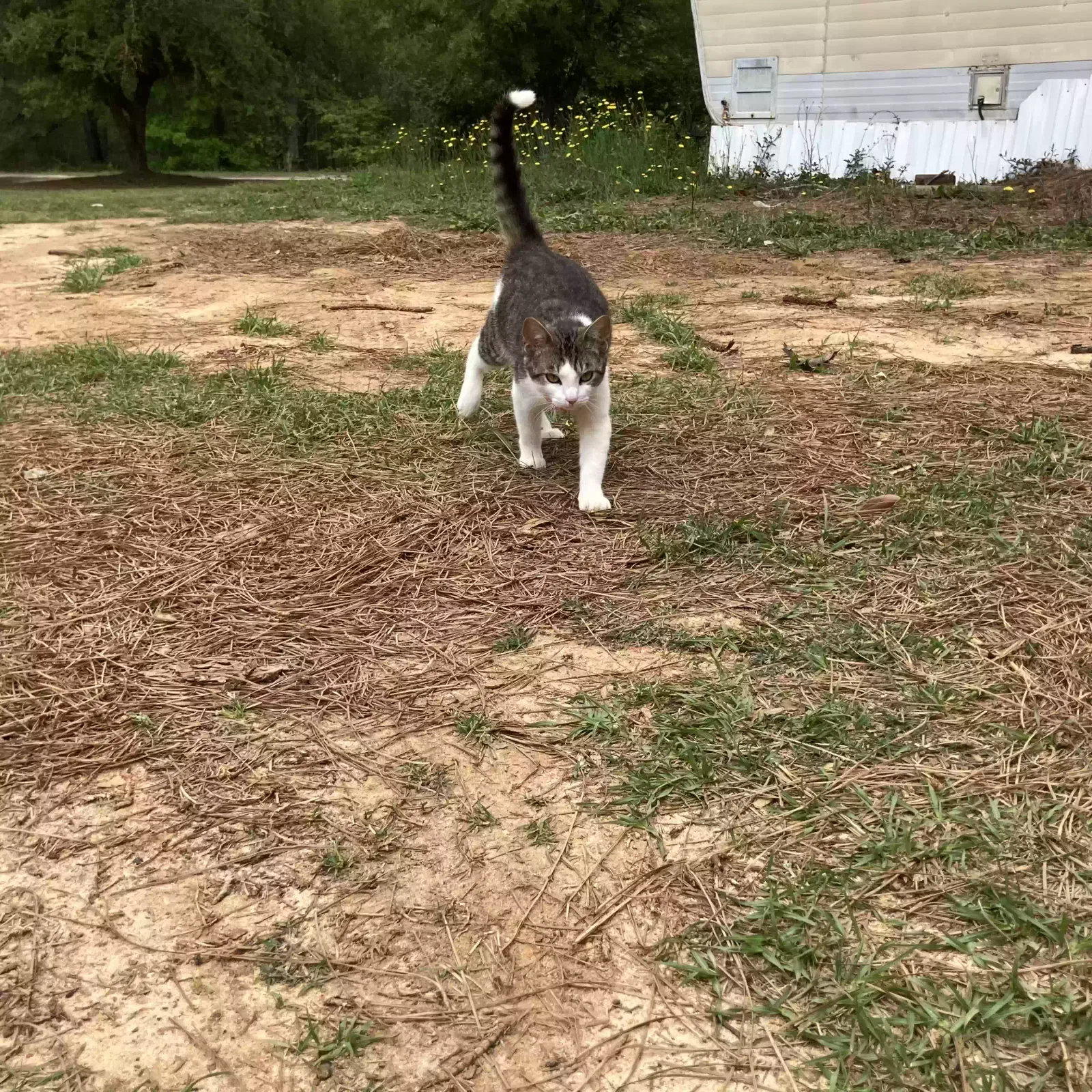 Lost cat in Swansea, SC, 29160