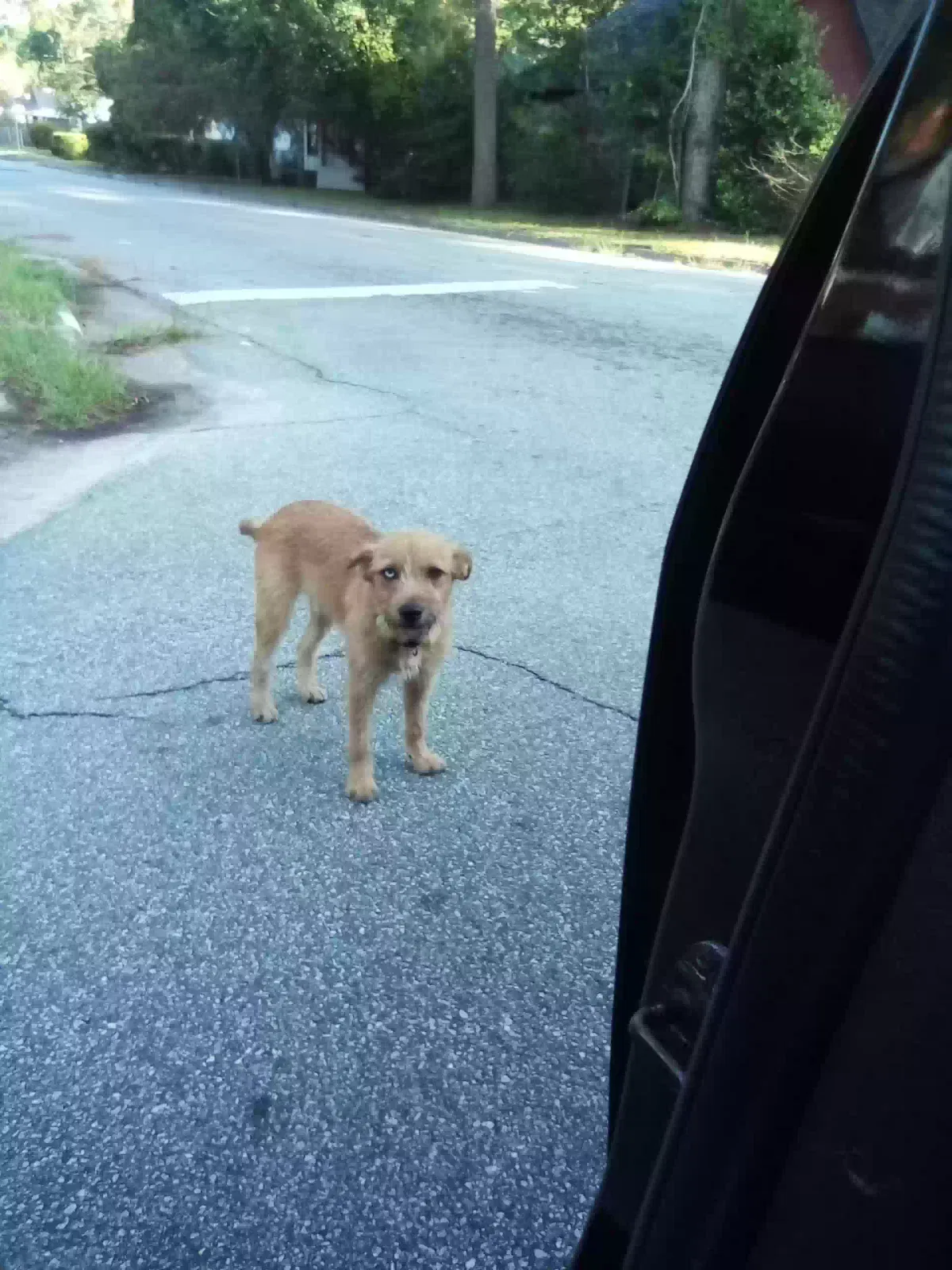 Found dog in Albany, GA, 31701