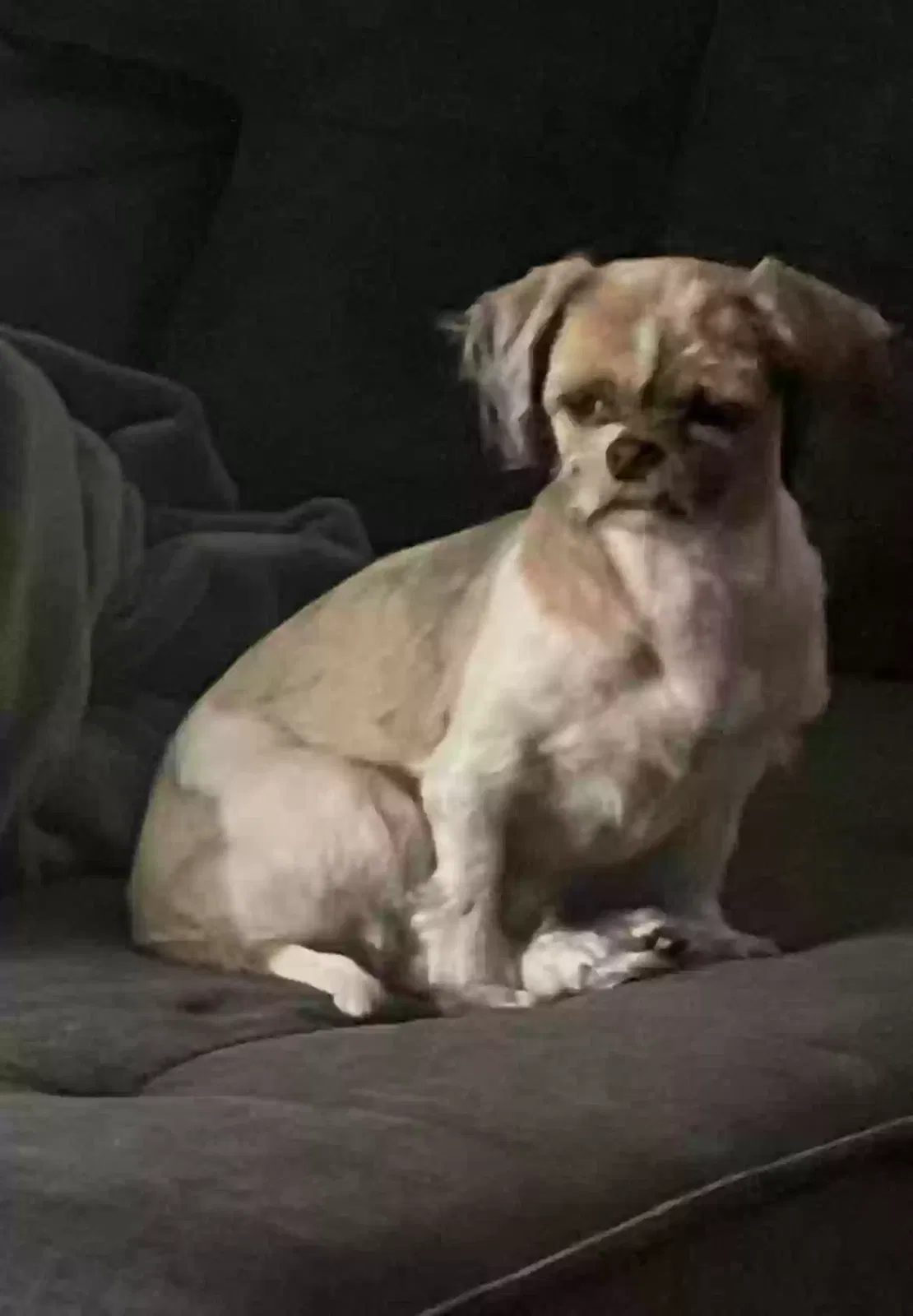 Lost dog in Stockton, CA, 95209