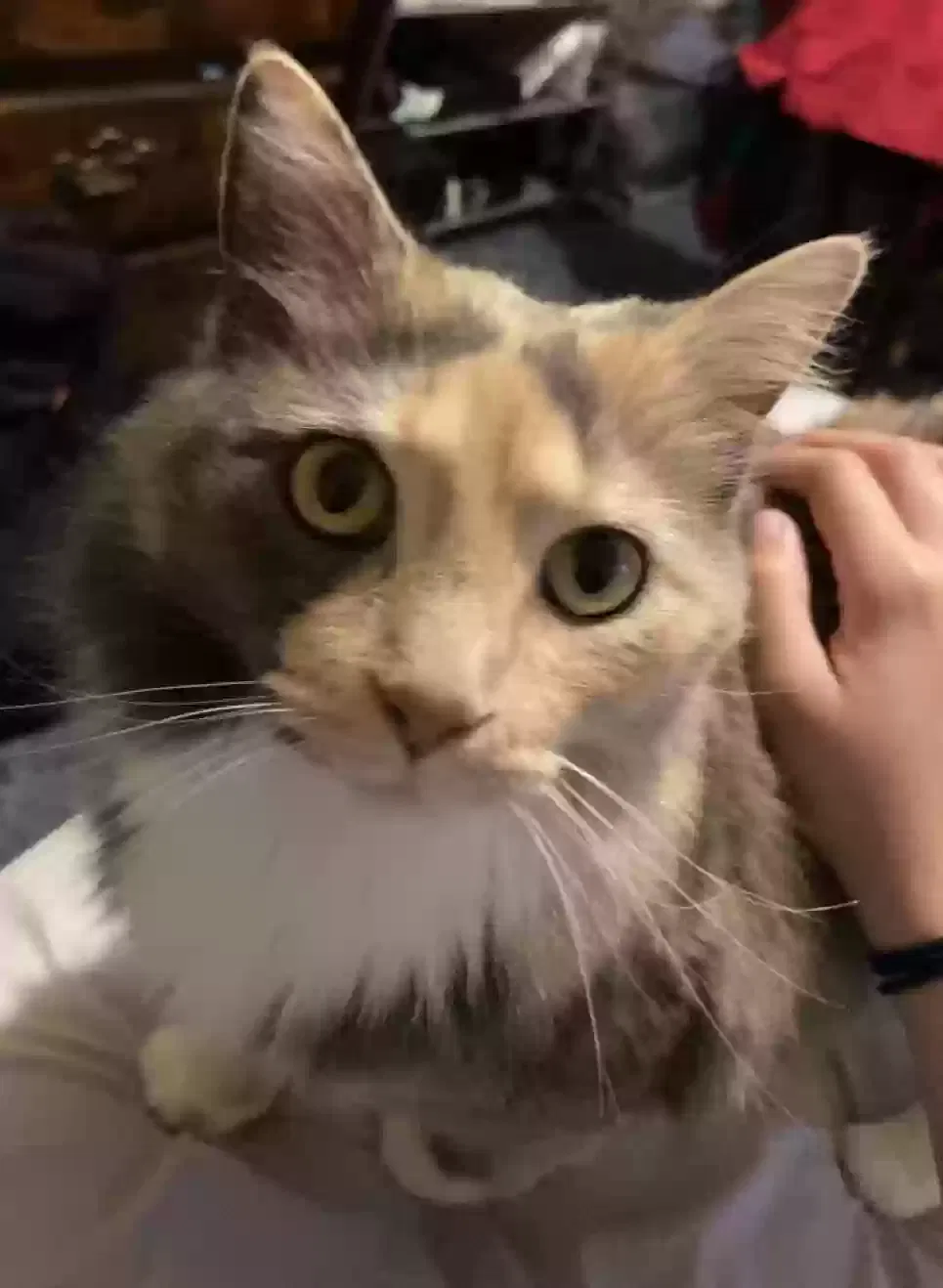 Lost cat in Yadkinville, NC, 27055