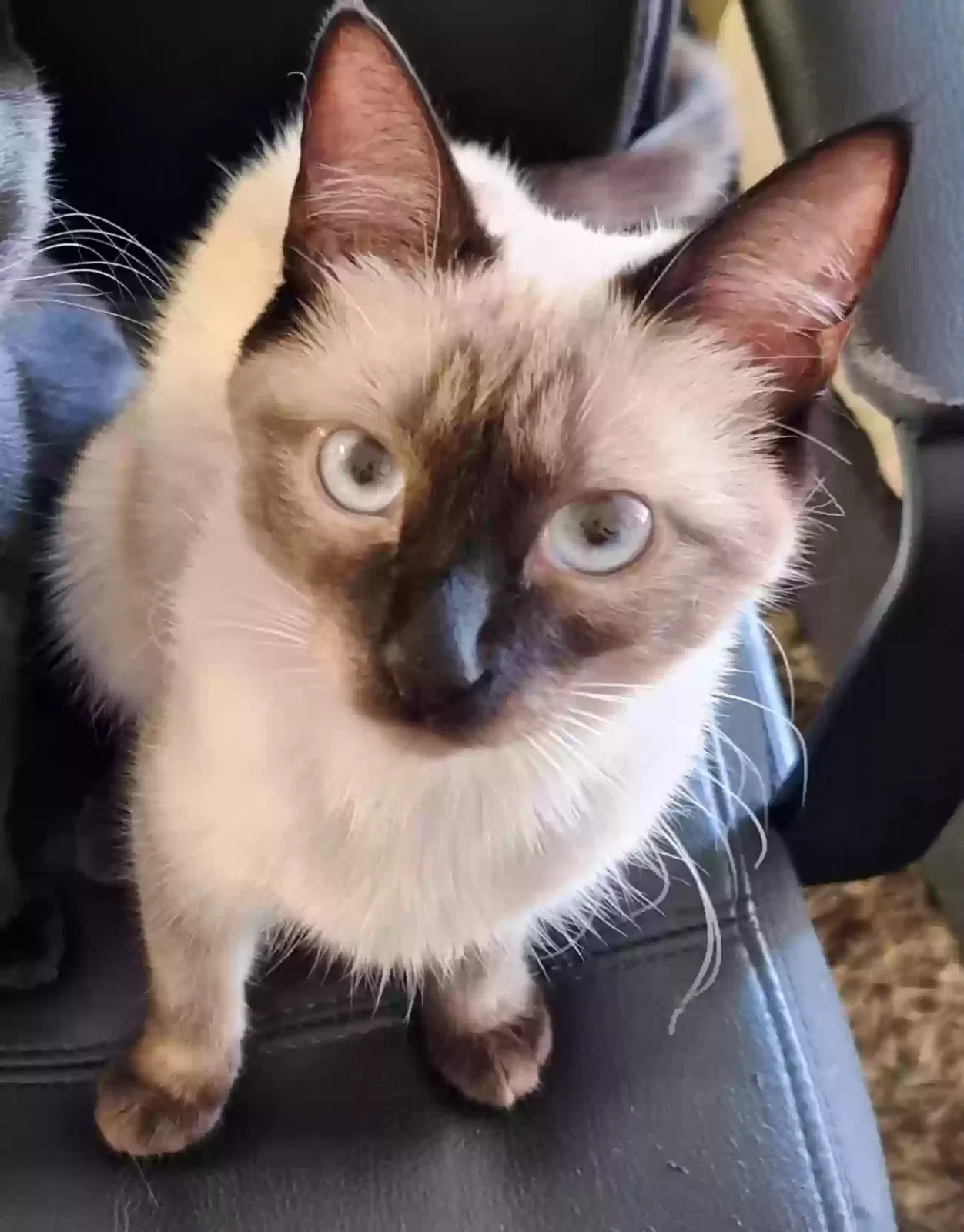 Lost cat in El Cajon, CA, 92021