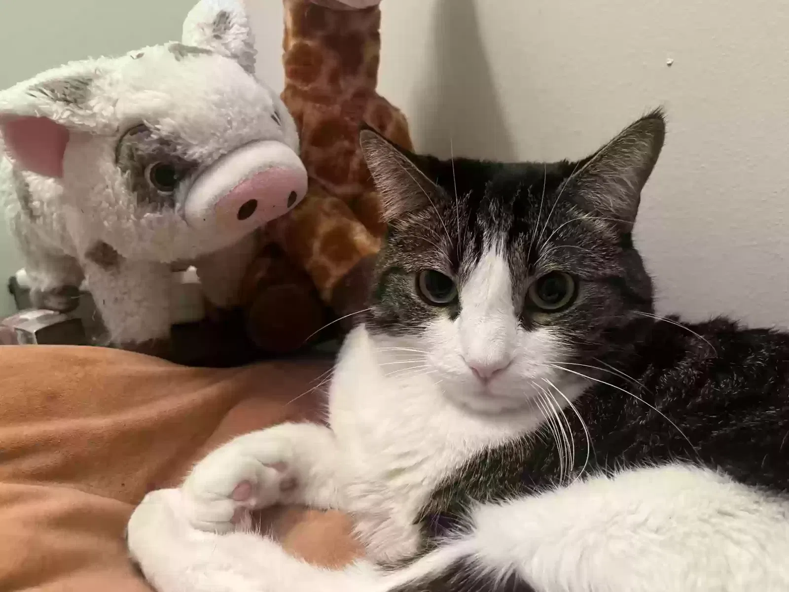 Lost cat in Los Angeles, CA, 90006