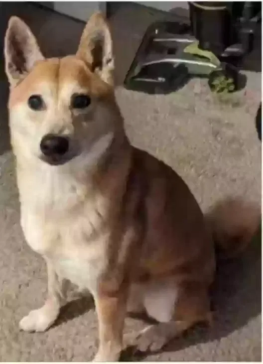 Lost dog in Winfield, IL, 60190