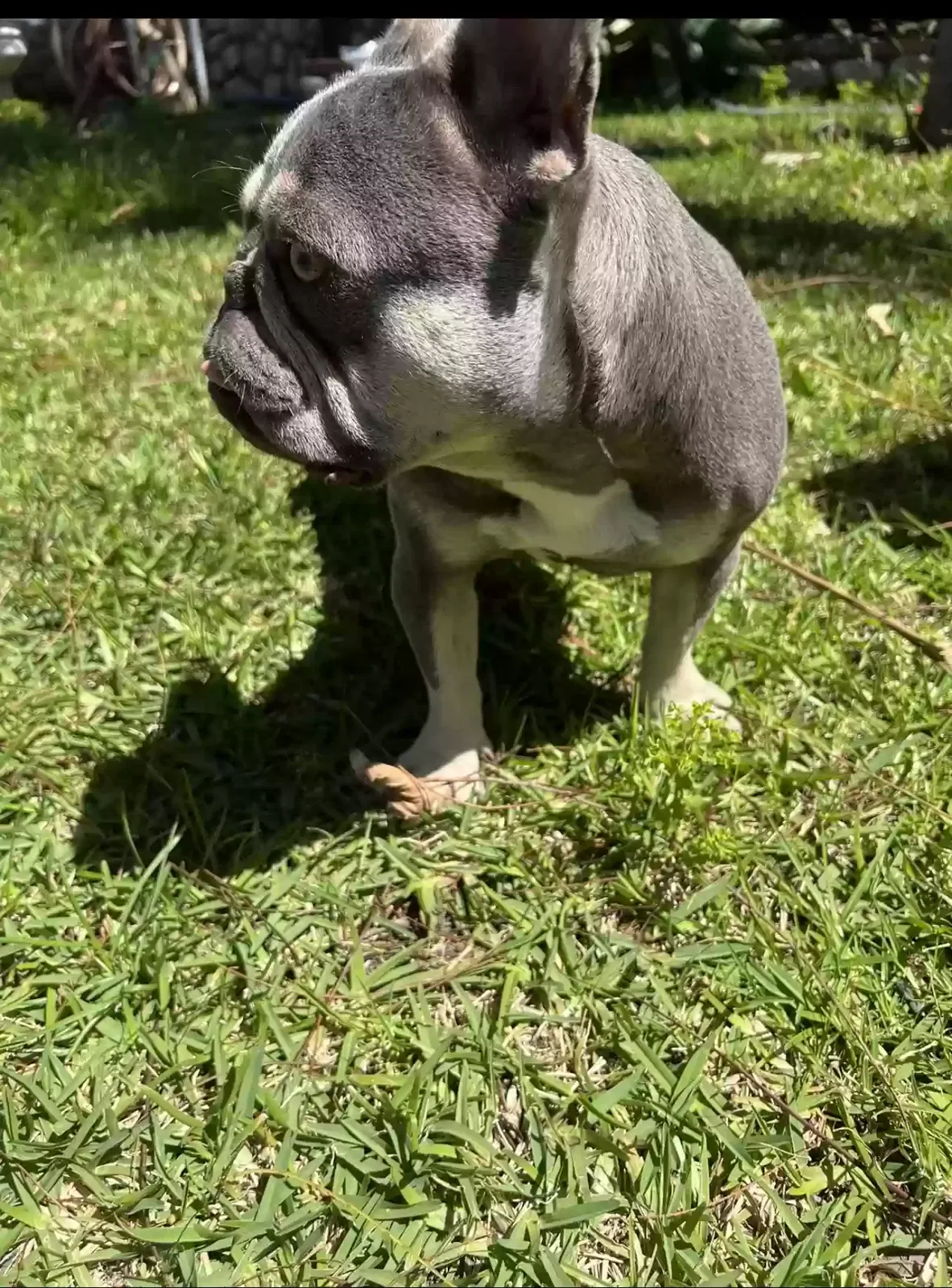 Lost dog in Santa Ana, CA, 92704