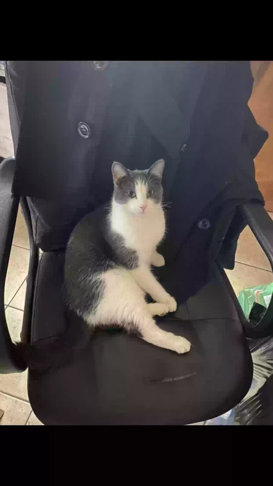Lost cat in Flint, MI, 48532