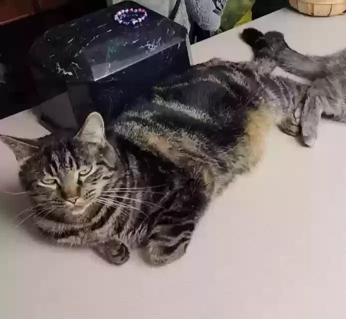 Lost cat in Bay City, MI, 48708