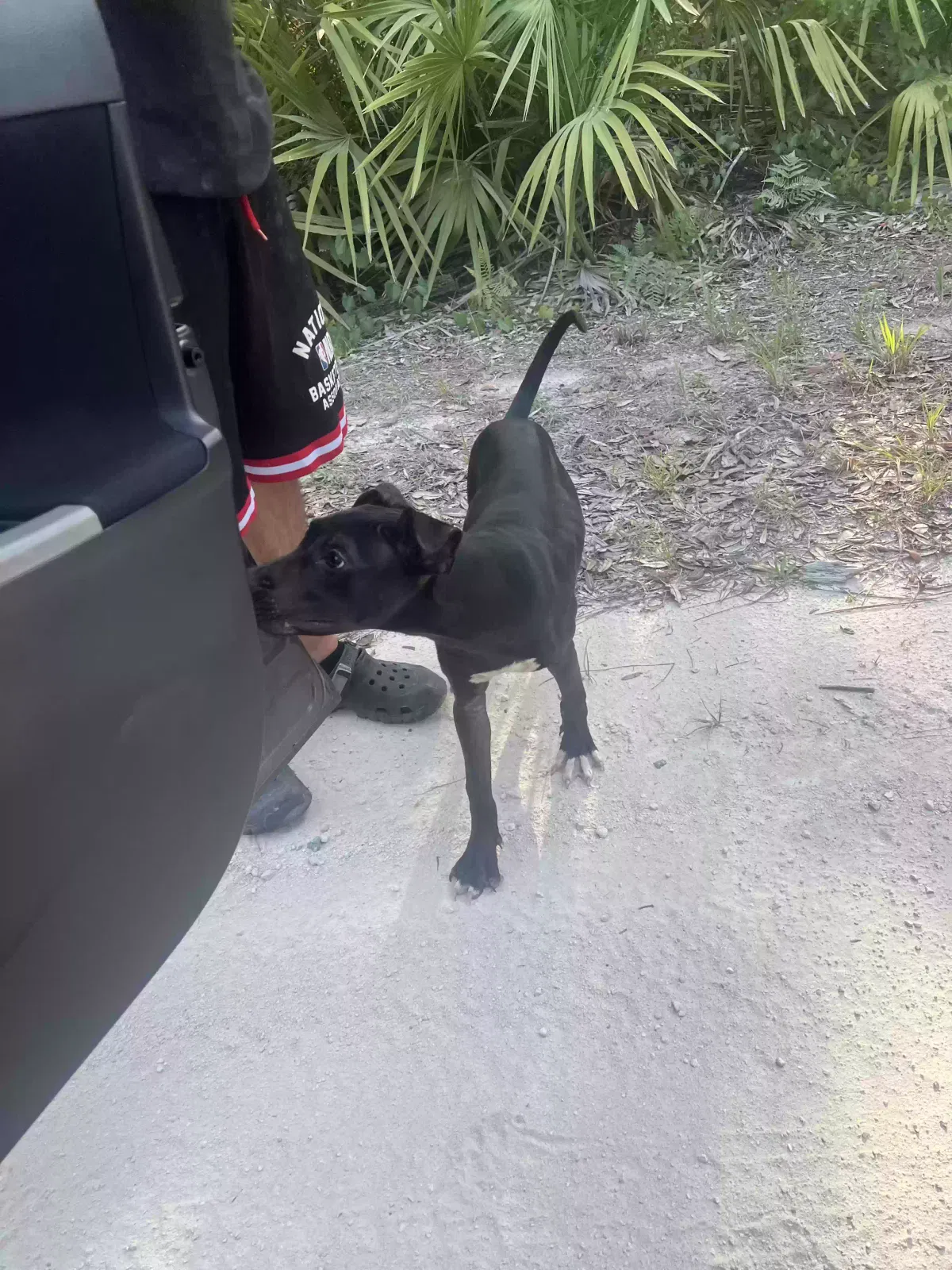 Found dog in Brooksville, FL, 34614