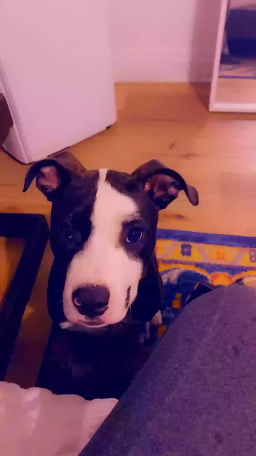 Lost dog in Los Angeles, CA, 90047